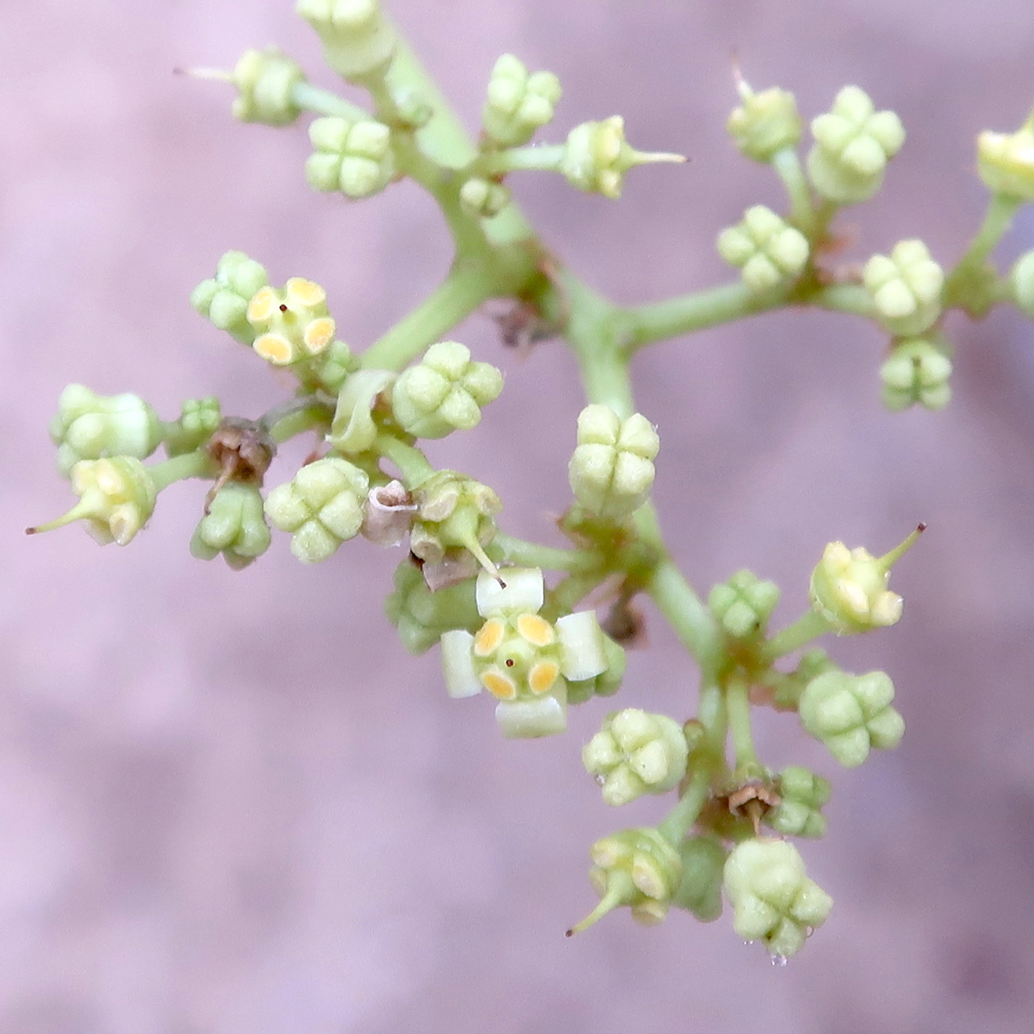 Afficher le média cyphostemma_currorii5md cyphostemma_currorii5md