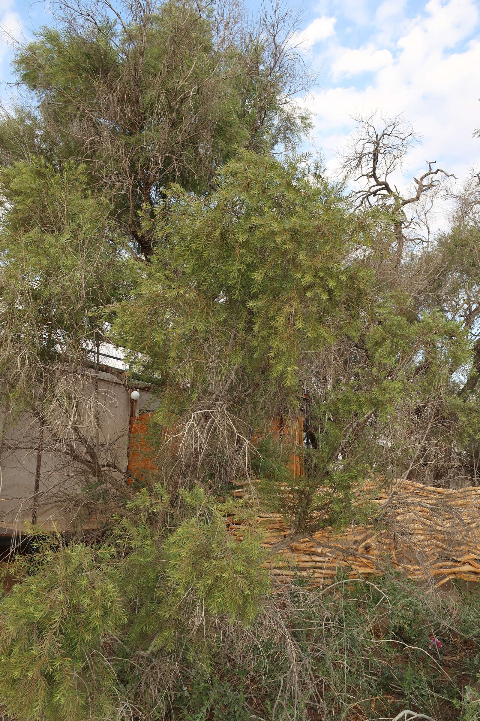 euclea_pseudebenus1md