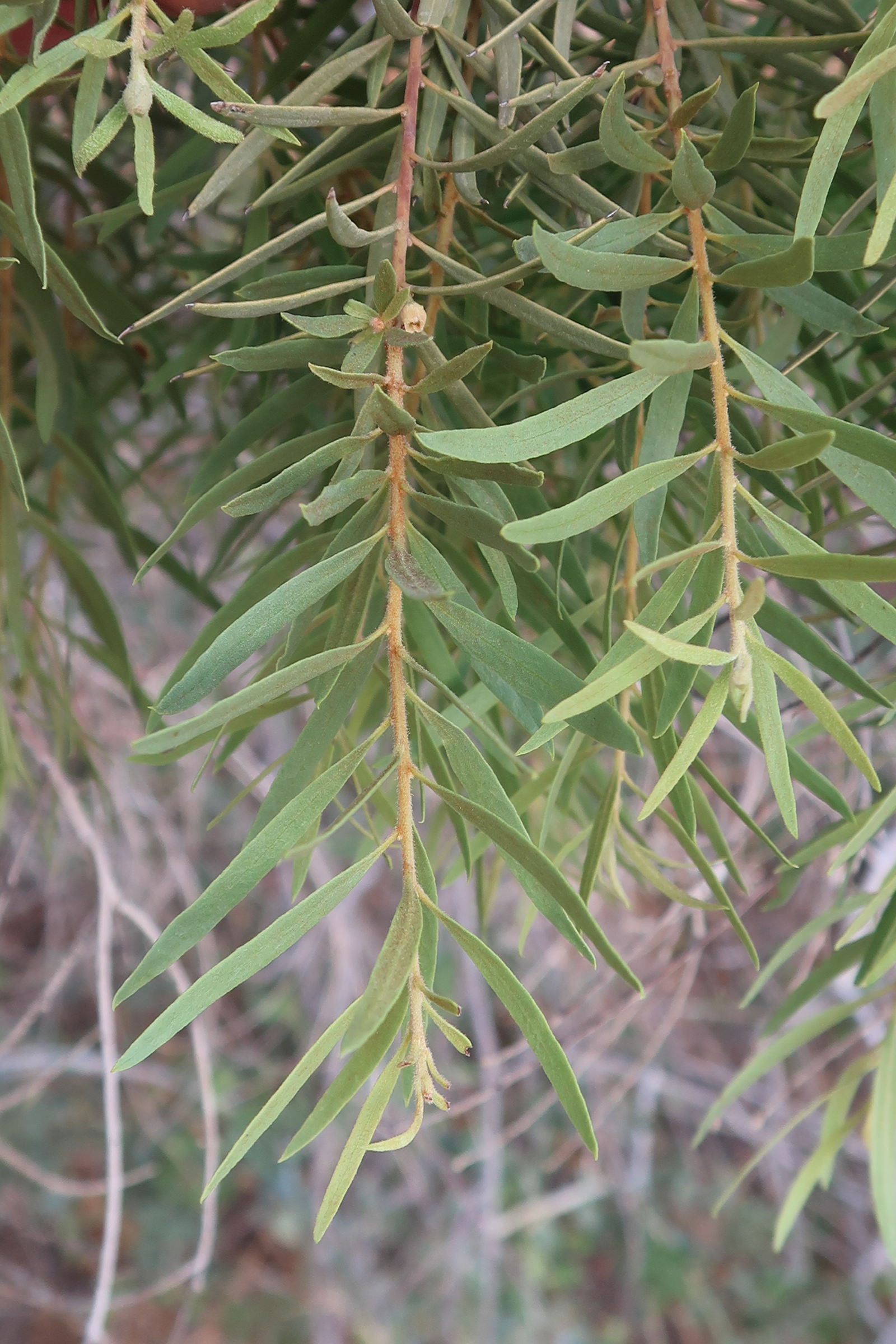 euclea_pseudebenus2md