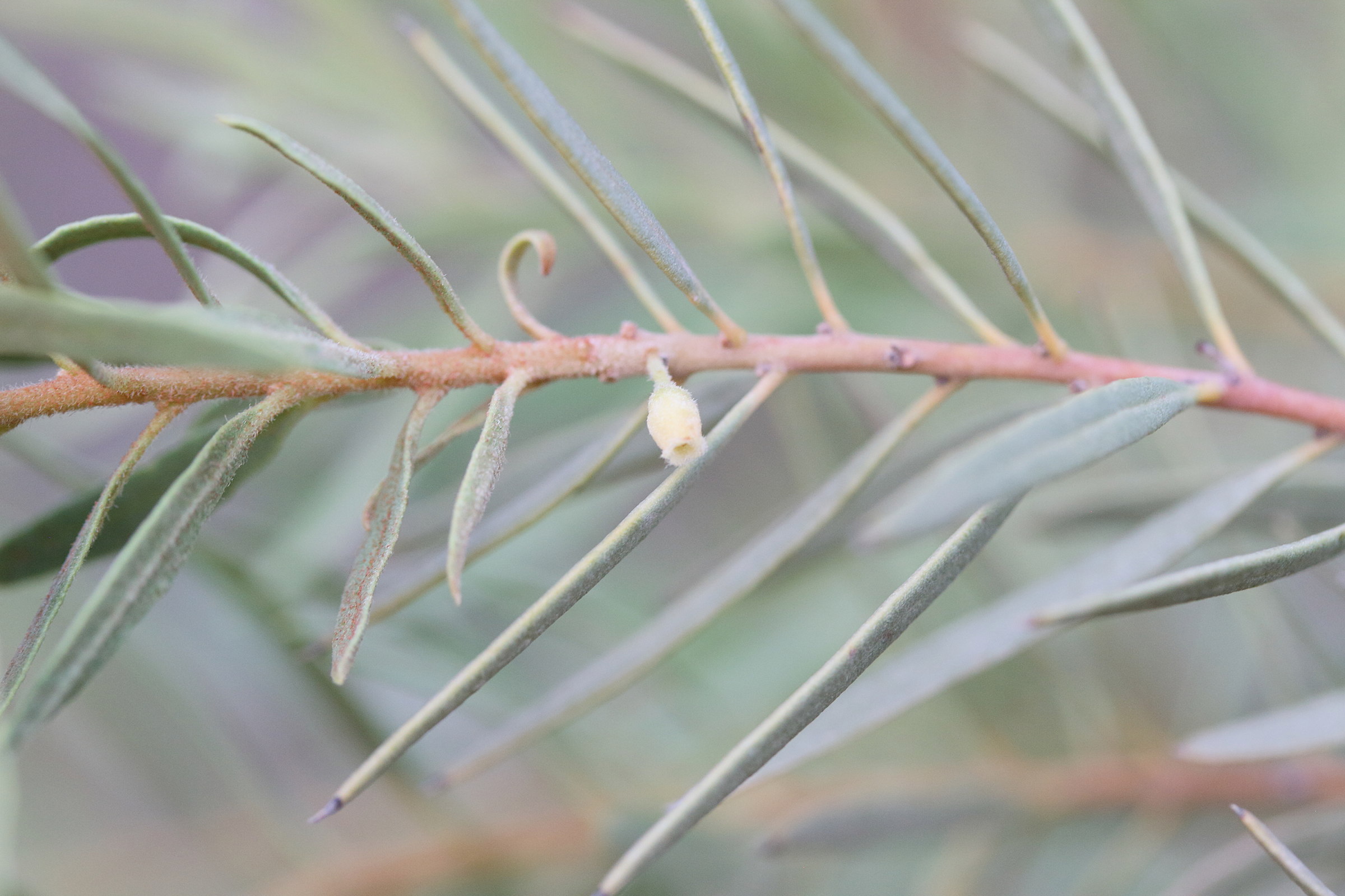 euclea_pseudebenus3md