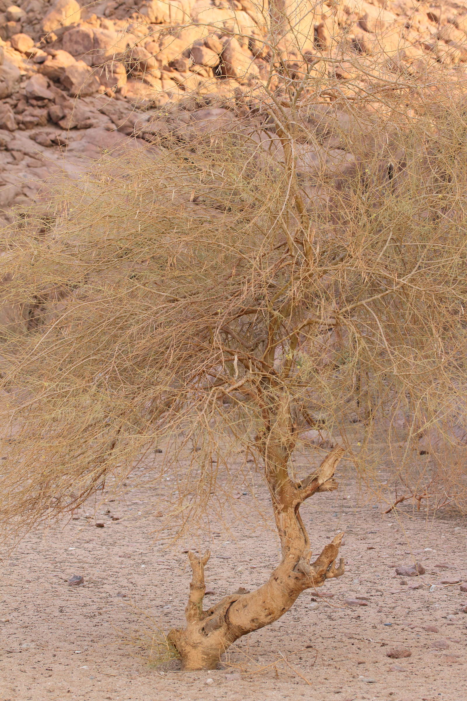 Afficher le média parkinsonia_africana1md parkinsonia_africana1md