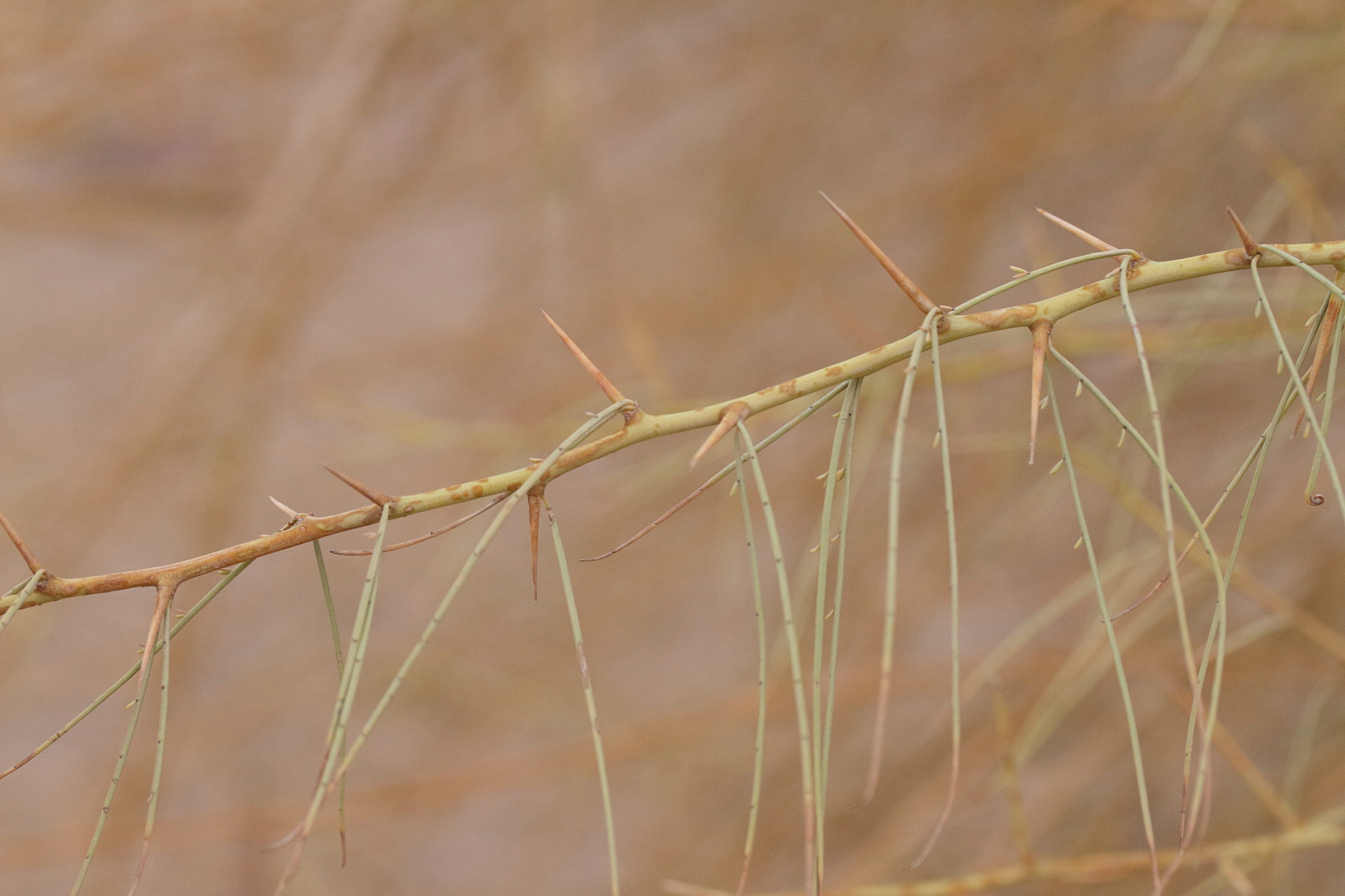 Afficher le média parkinsonia_africana2md parkinsonia_africana2md