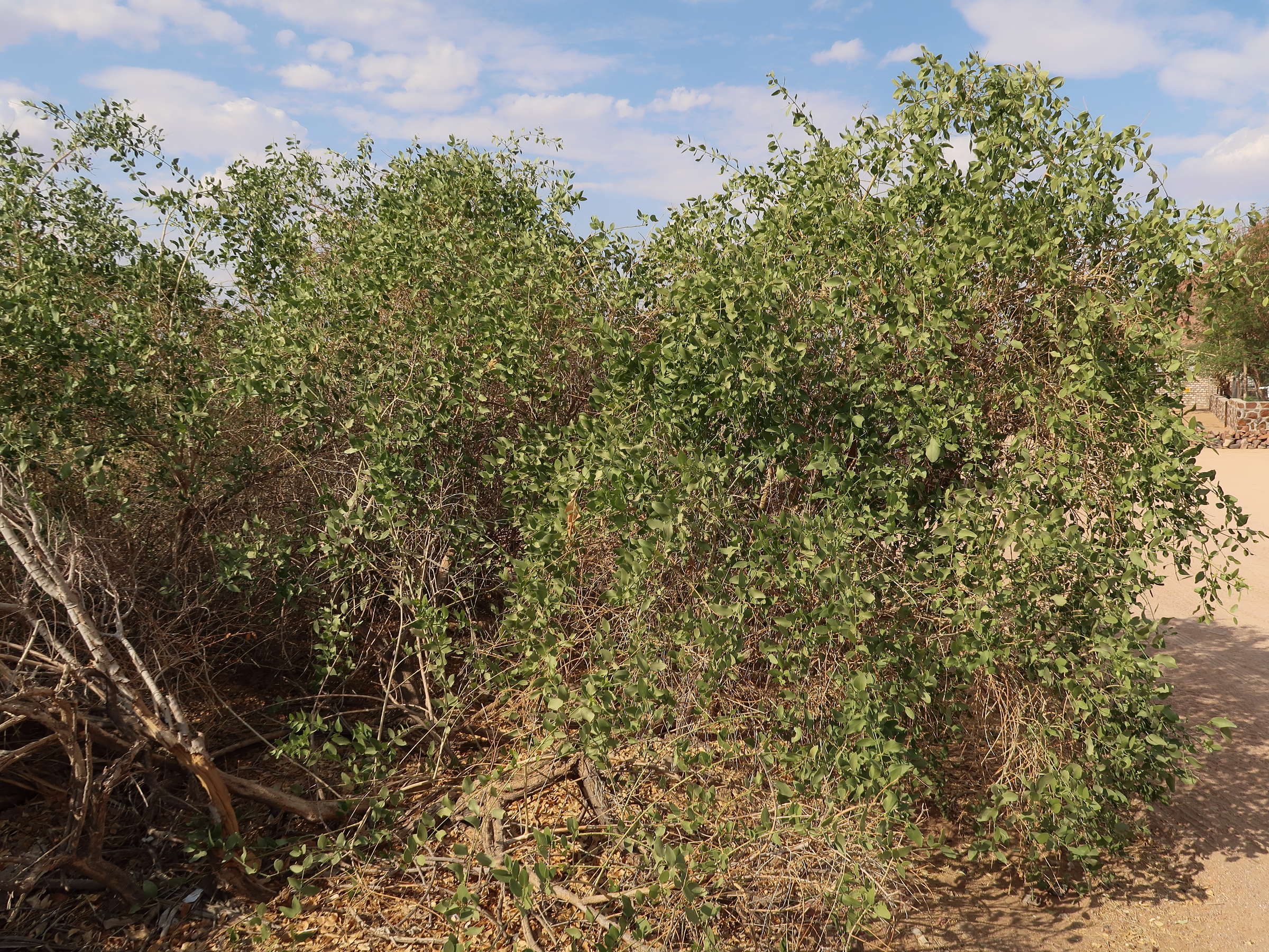 salvadora_persica1md