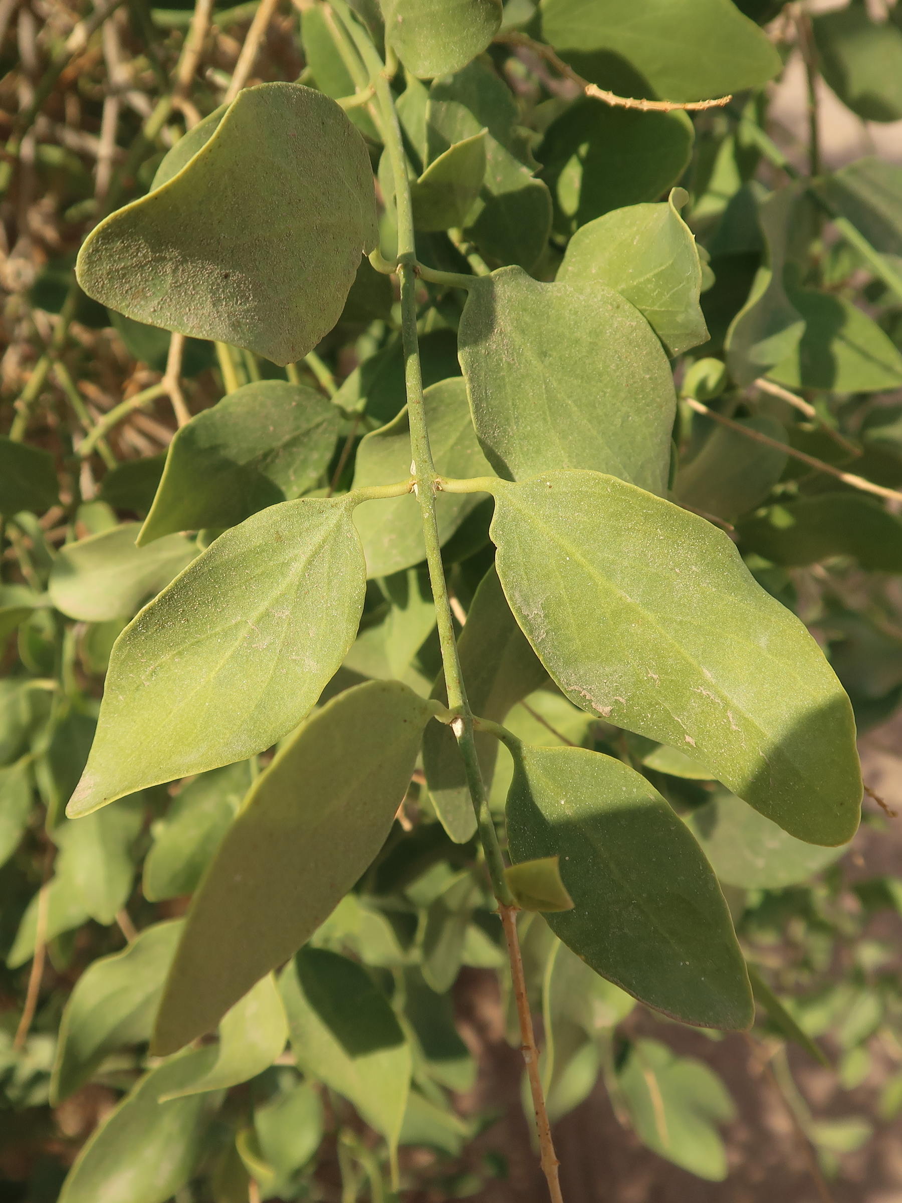 salvadora_persica2md