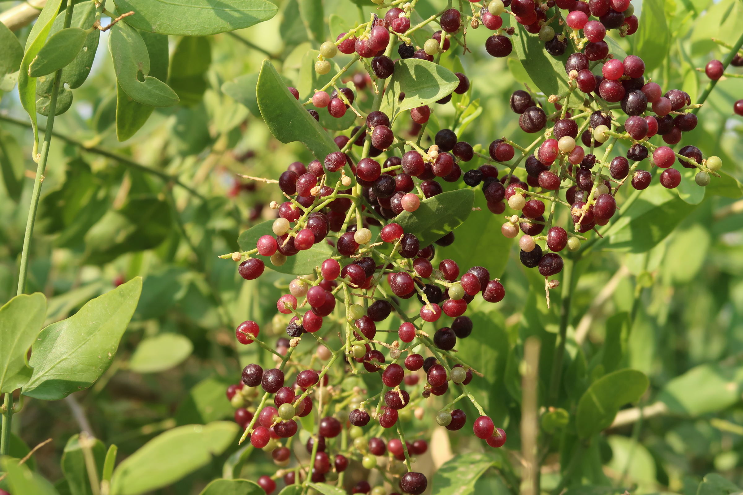 salvadora_persica3md