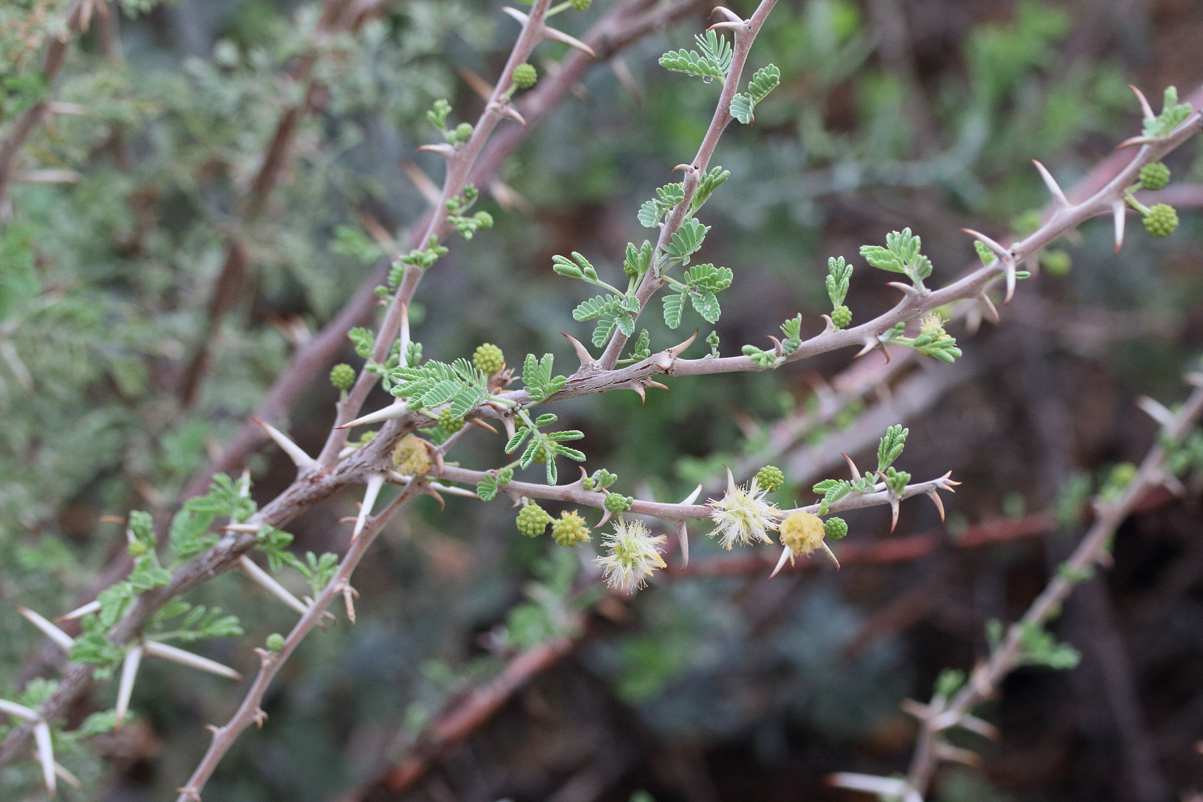 vachellia_hebeclada_hebeclada12md