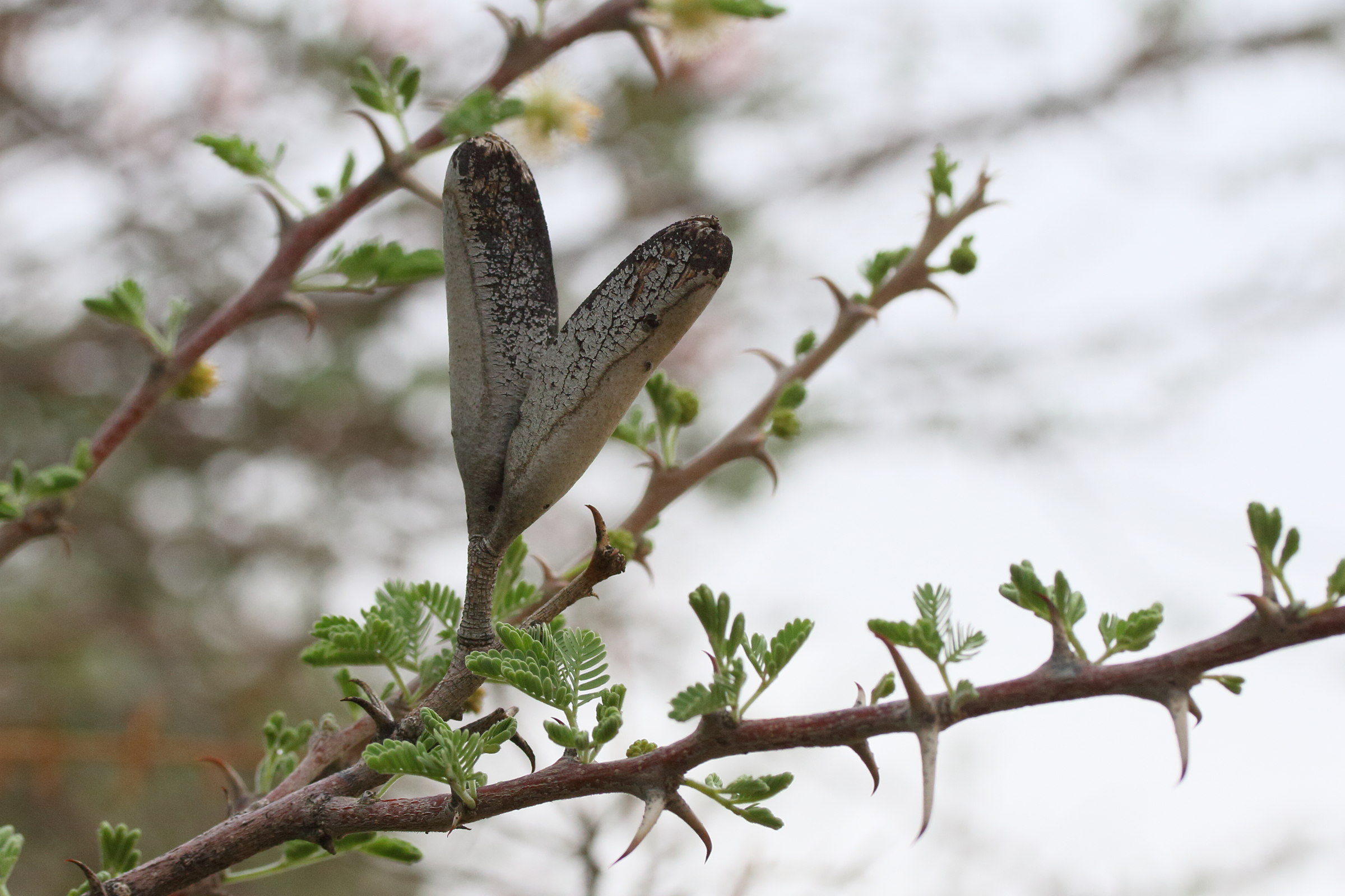 vachellia_hebeclada_hebeclada13md
