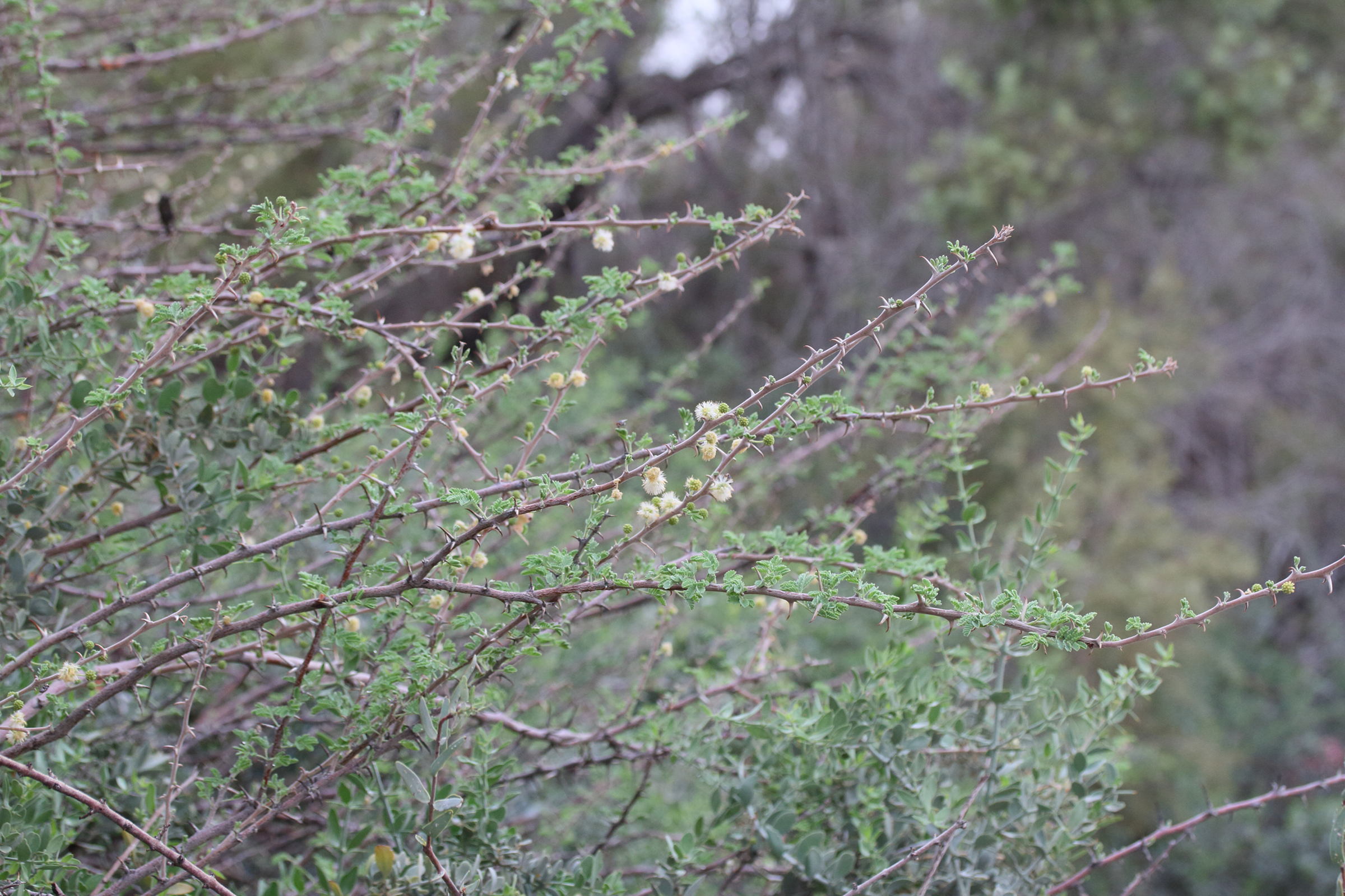 vachellia_hebeclada_hebeclada1md