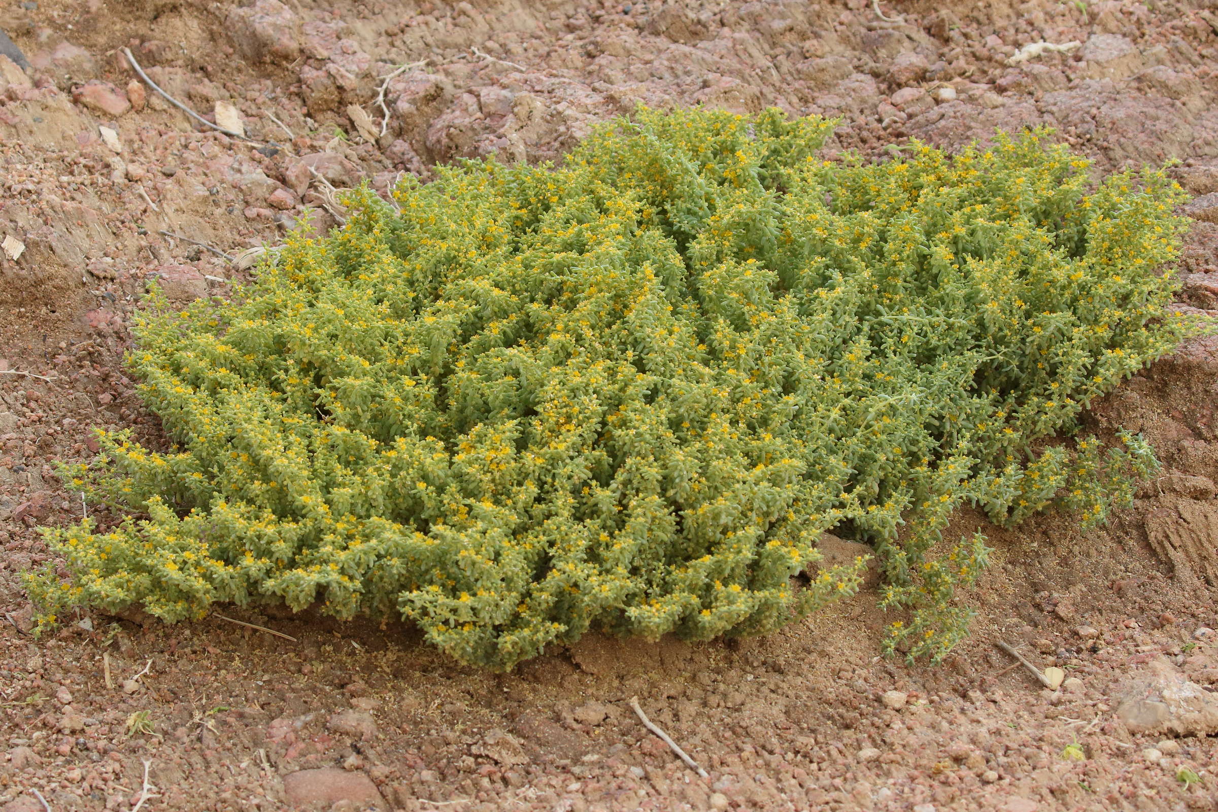 zygophyllum_simplex1bd