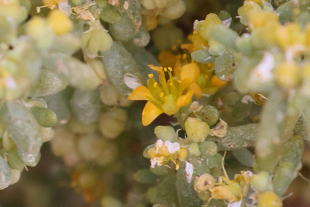 zygophyllum_simplex2bd