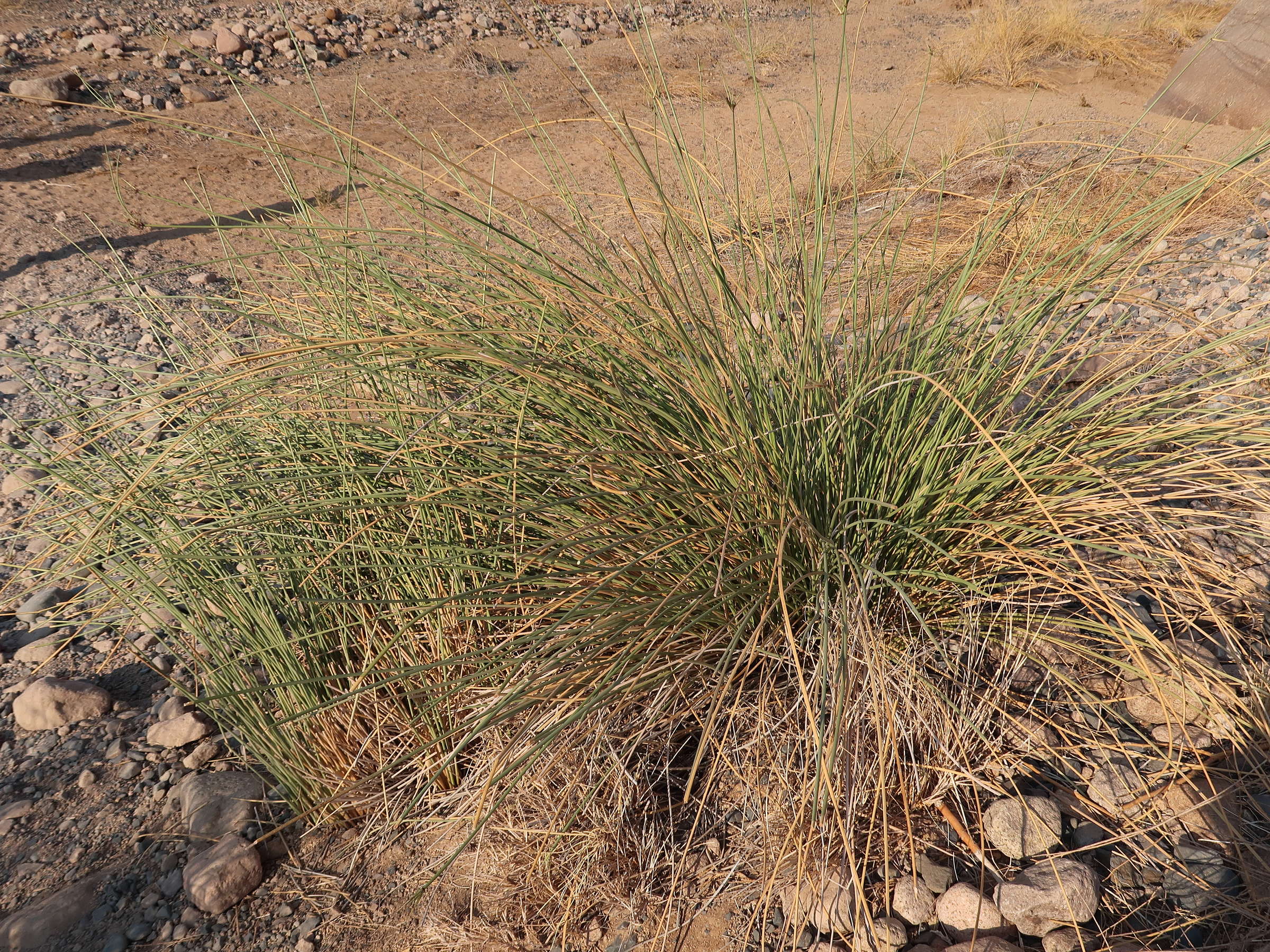 Afficher le média cyperus_marginatus1md cyperus_marginatus1md