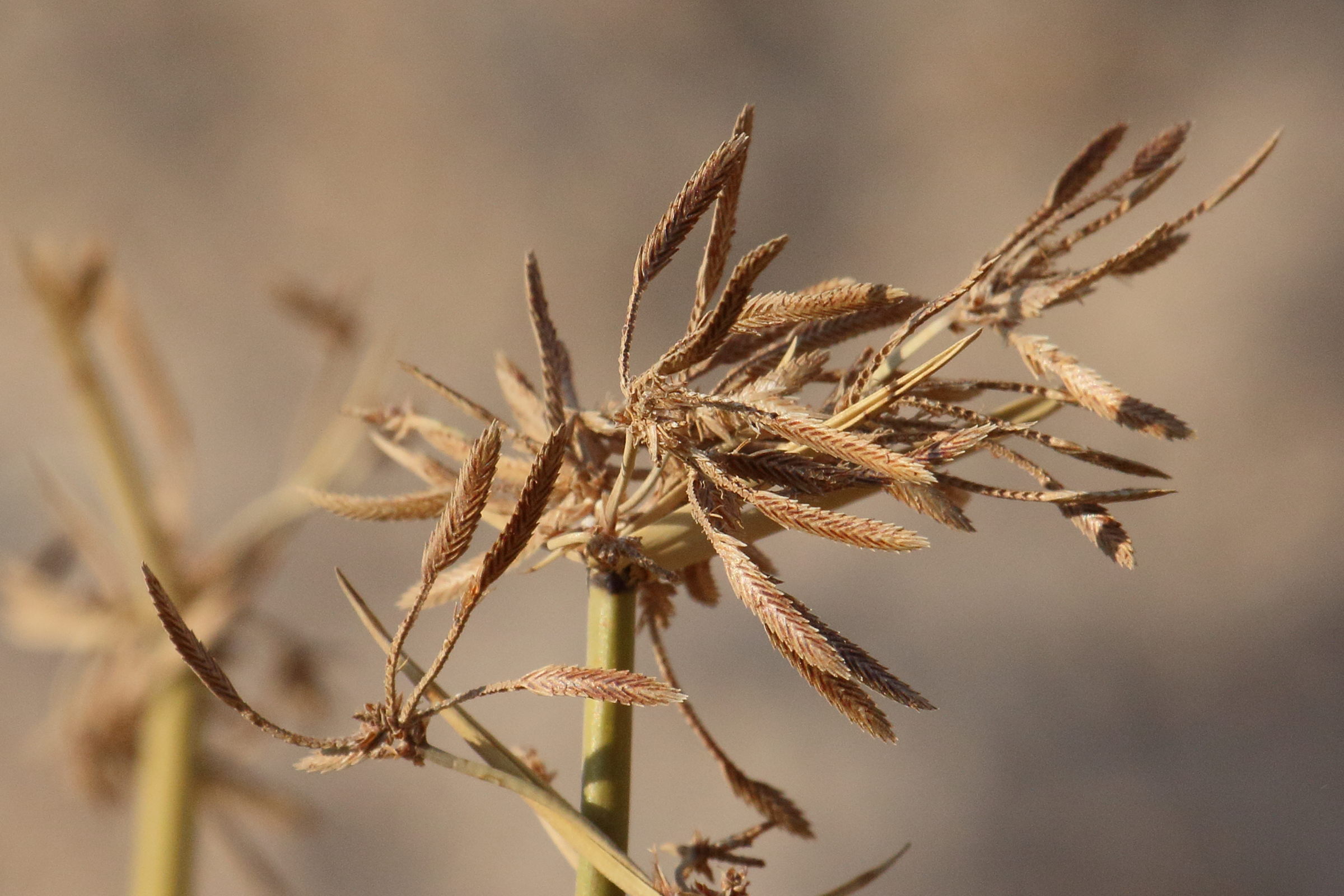 Afficher le média cyperus_marginatus2md cyperus_marginatus2md