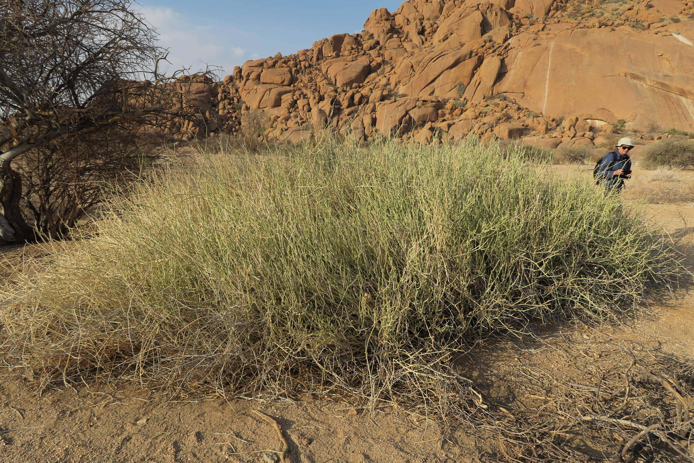 Afficher le média euphorbia_damarana1bd euphorbia_damarana1bd