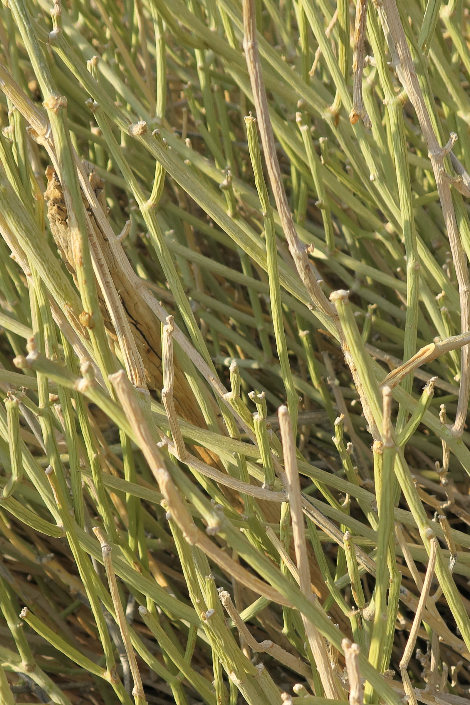 Afficher le média euphorbia_damarana2bd euphorbia_damarana2bd