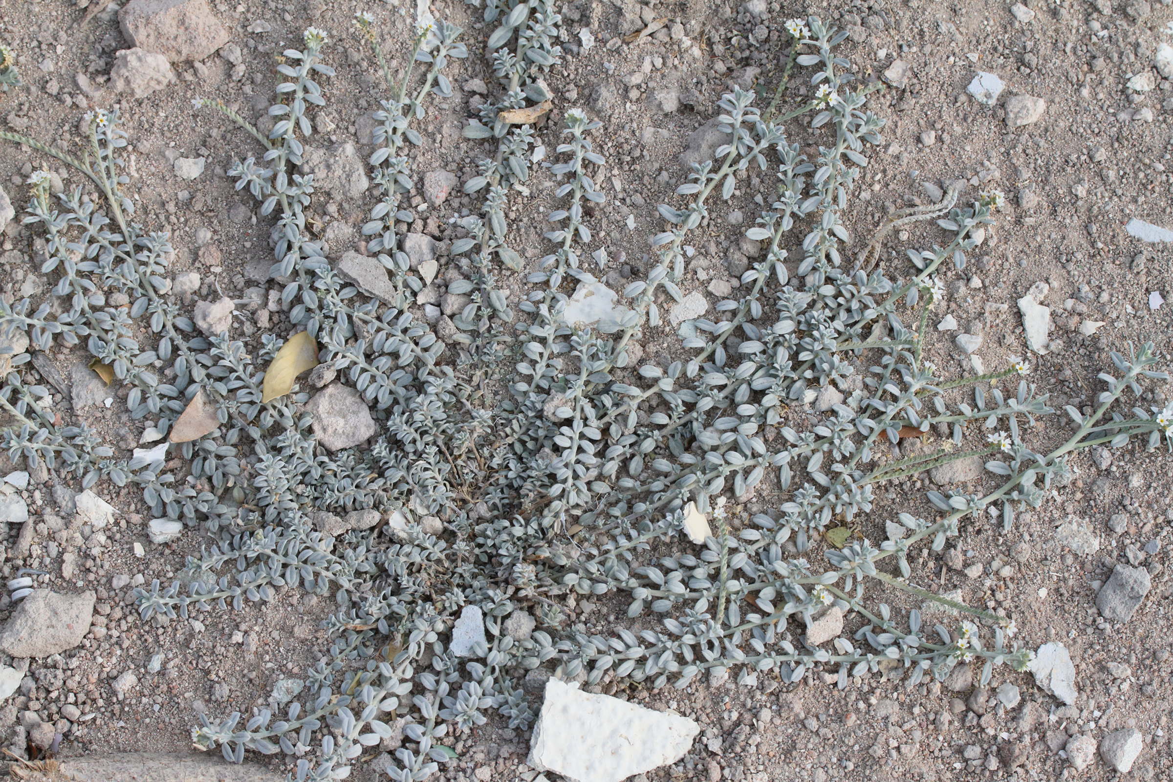 Afficher le média euploca_ovalifolia1md euploca_ovalifolia1md