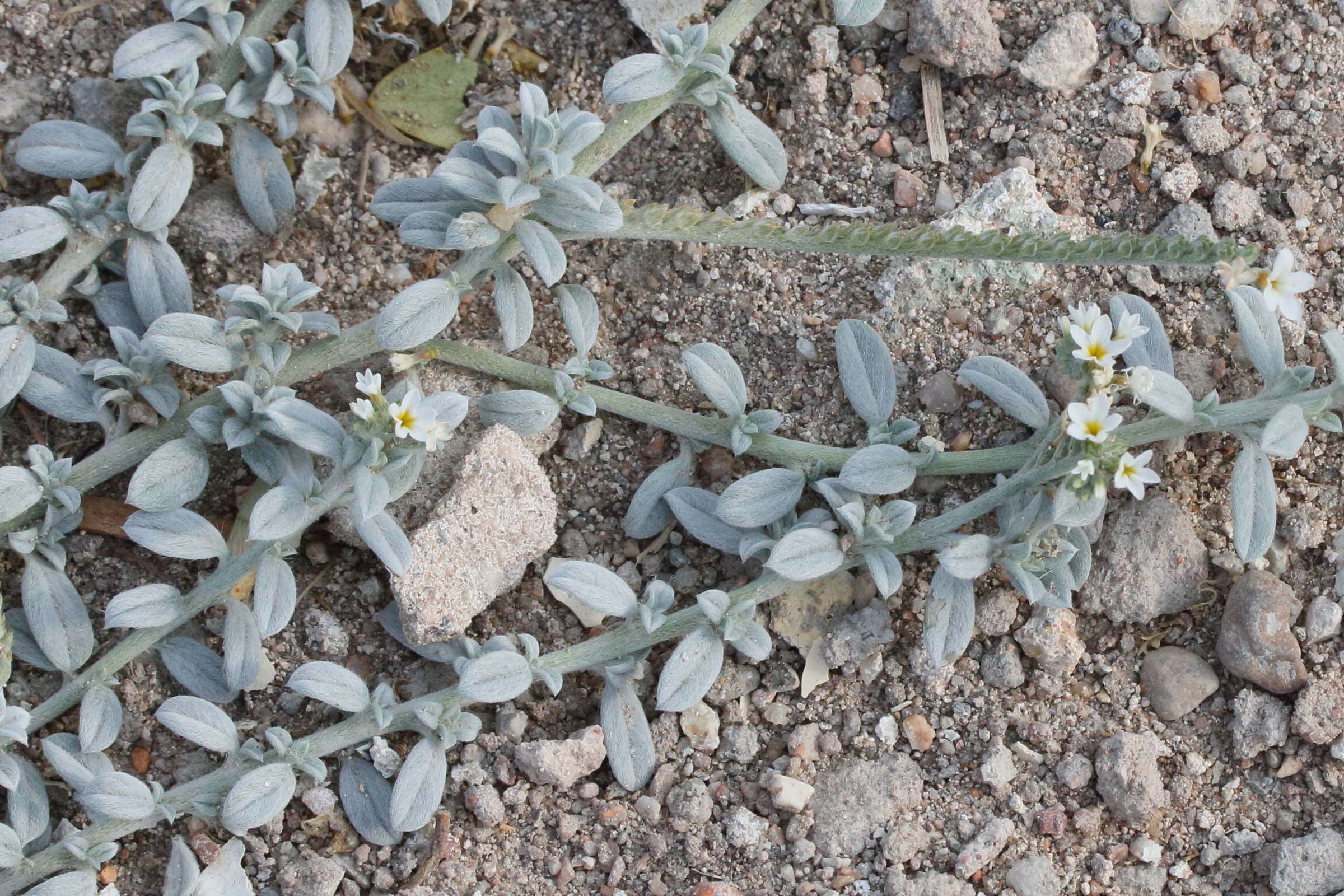 Afficher le média euploca_ovalifolia2md euploca_ovalifolia2md