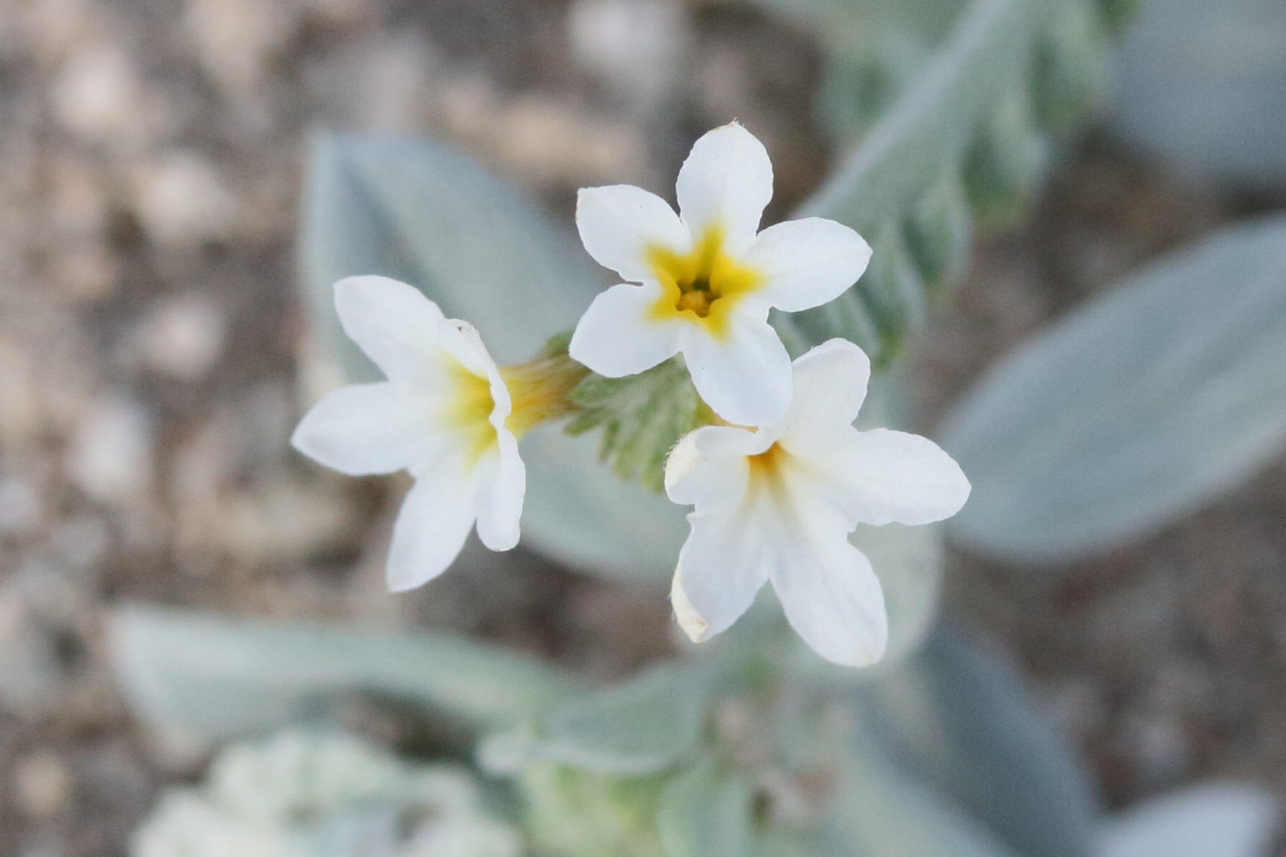 Afficher le média euploca_ovalifolia3md euploca_ovalifolia3md