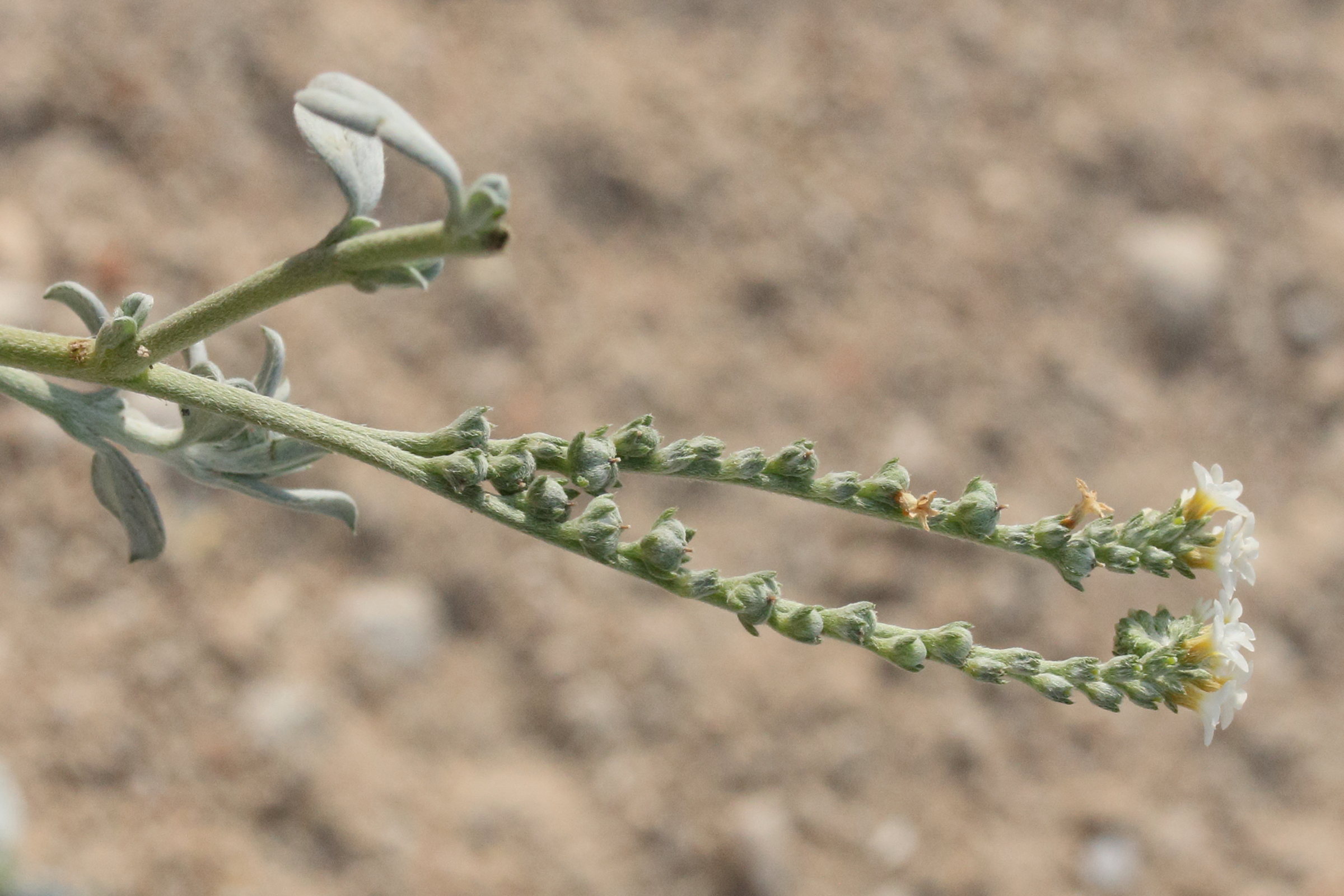 Afficher le média euploca_ovalifolia4md euploca_ovalifolia4md