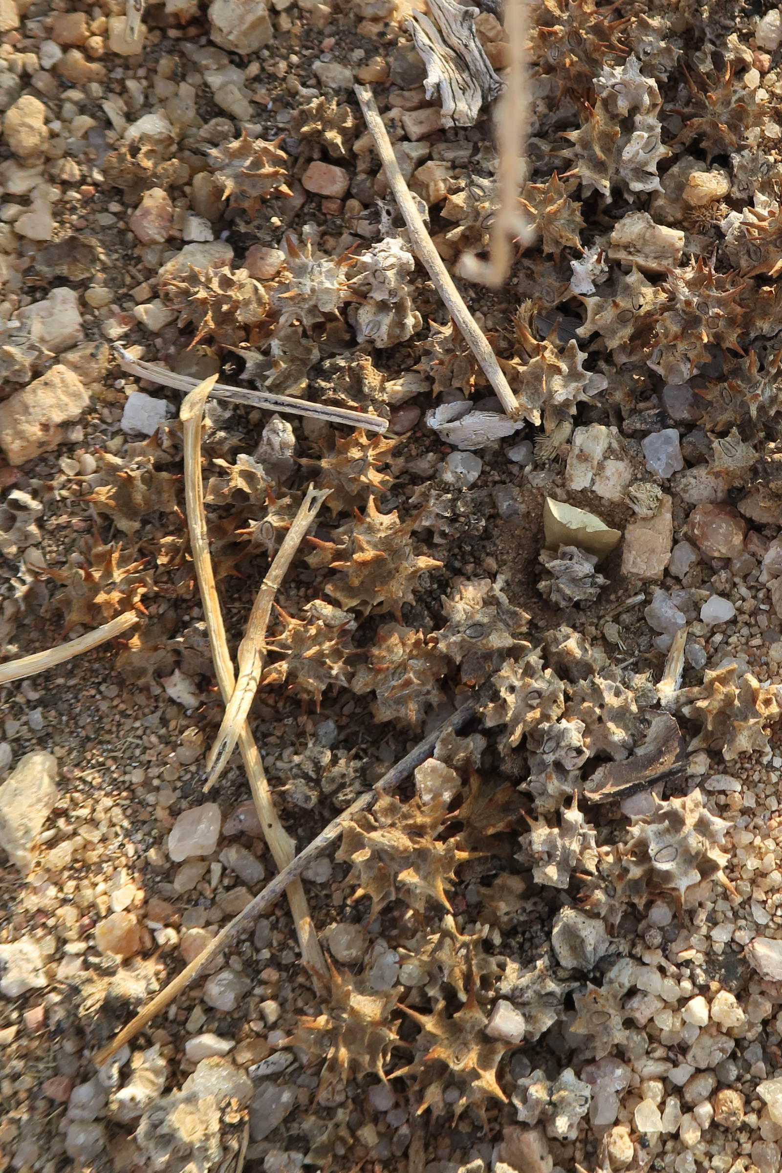 Afficher le média harpagophytum_zeyheri1bd harpagophytum_zeyheri1bd