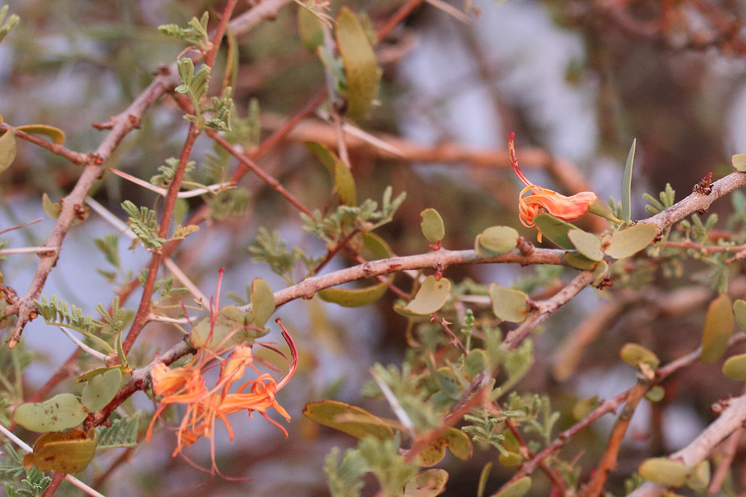 Afficher le média plicosepalus_kalachariensis1md plicosepalus_kalachariensis1md