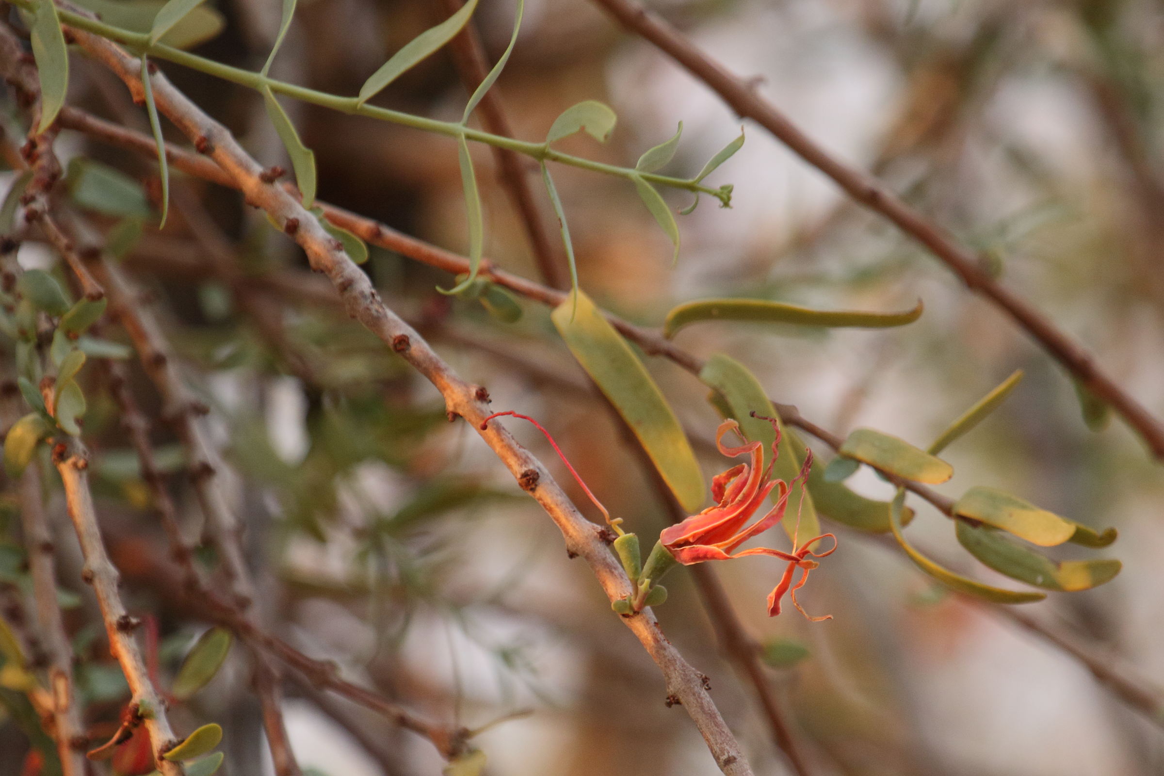 Afficher le média plicosepalus_kalachariensis2md plicosepalus_kalachariensis2md