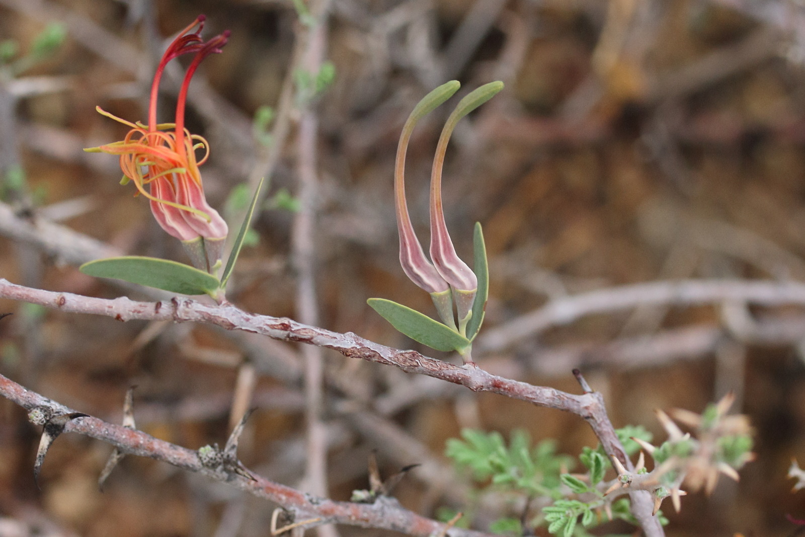 Afficher le média plicosepalus_kalachariensis3md plicosepalus_kalachariensis3md