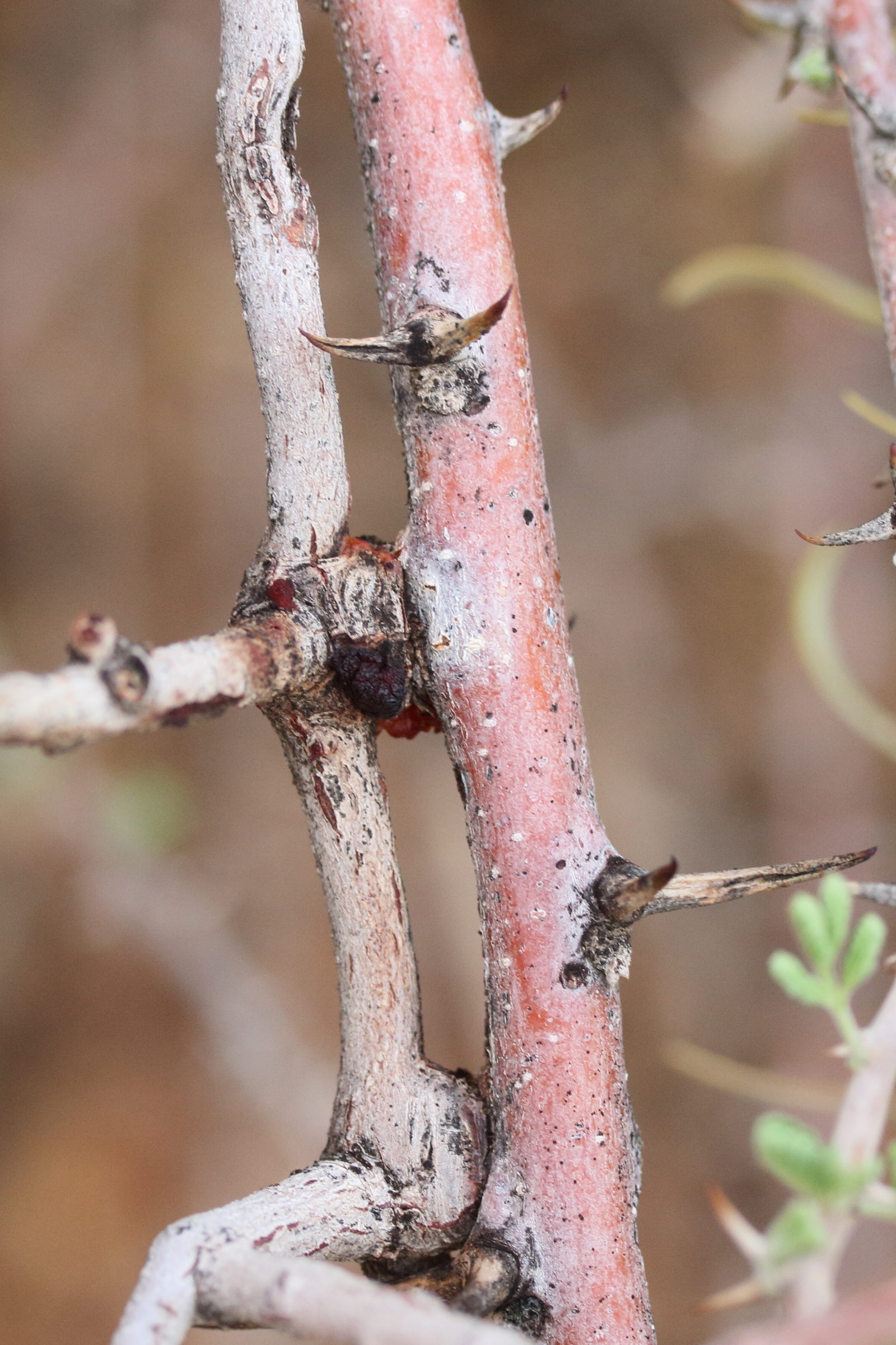 Afficher le média plicosepalus_kalachariensis4md plicosepalus_kalachariensis4md