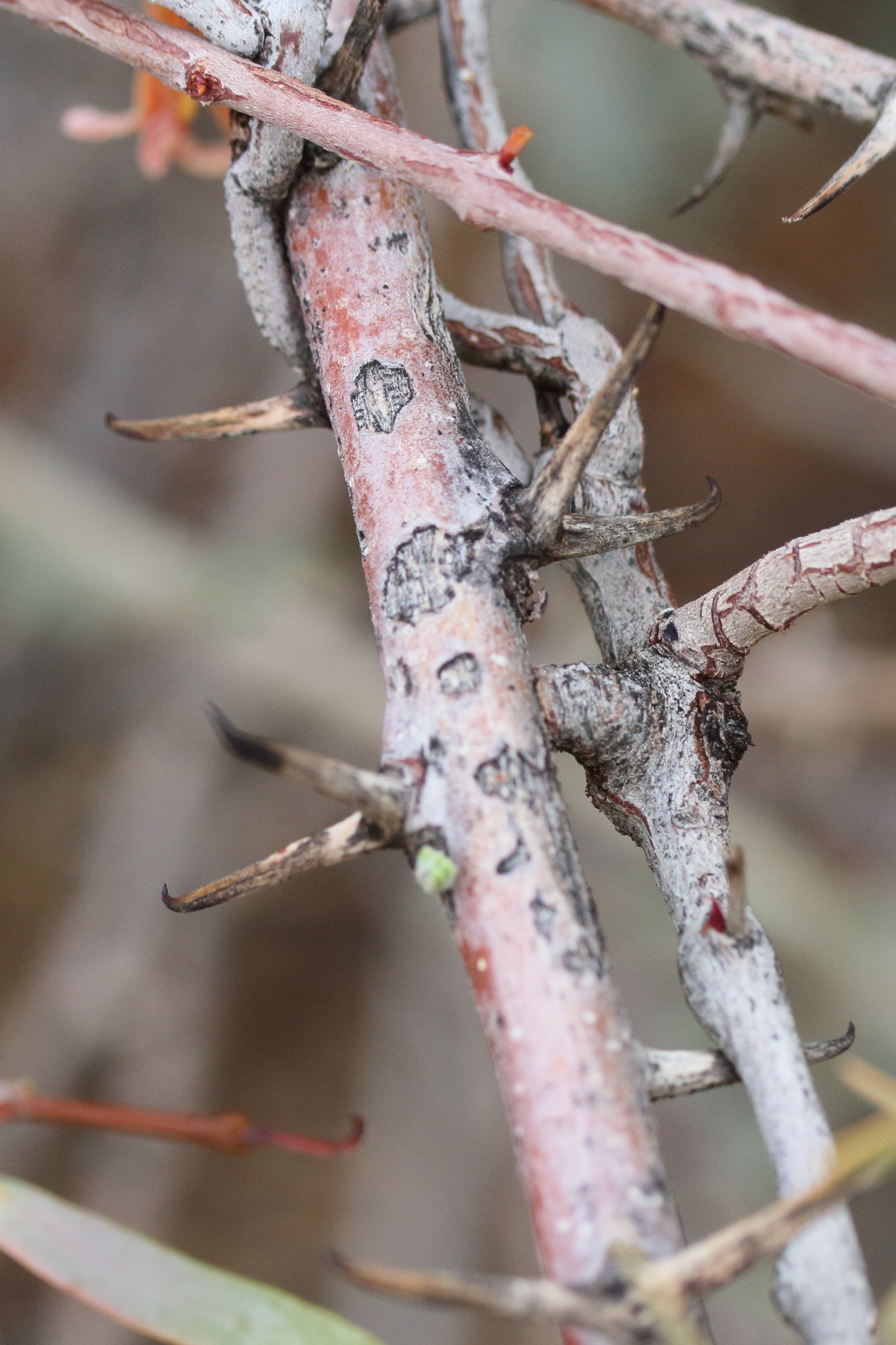 Afficher le média plicosepalus_kalachariensis5md plicosepalus_kalachariensis5md