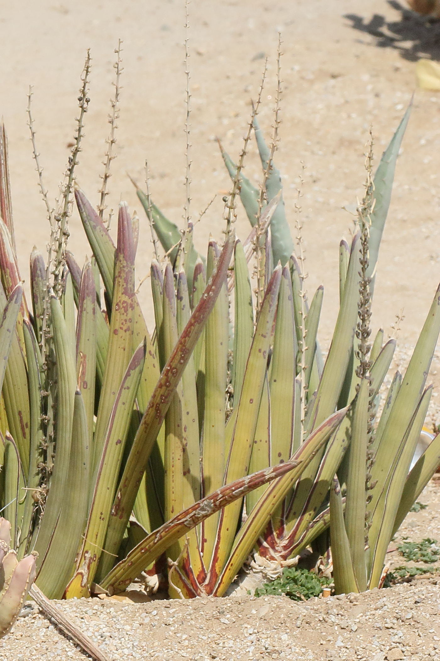 sansevieria_pearsonii1bd