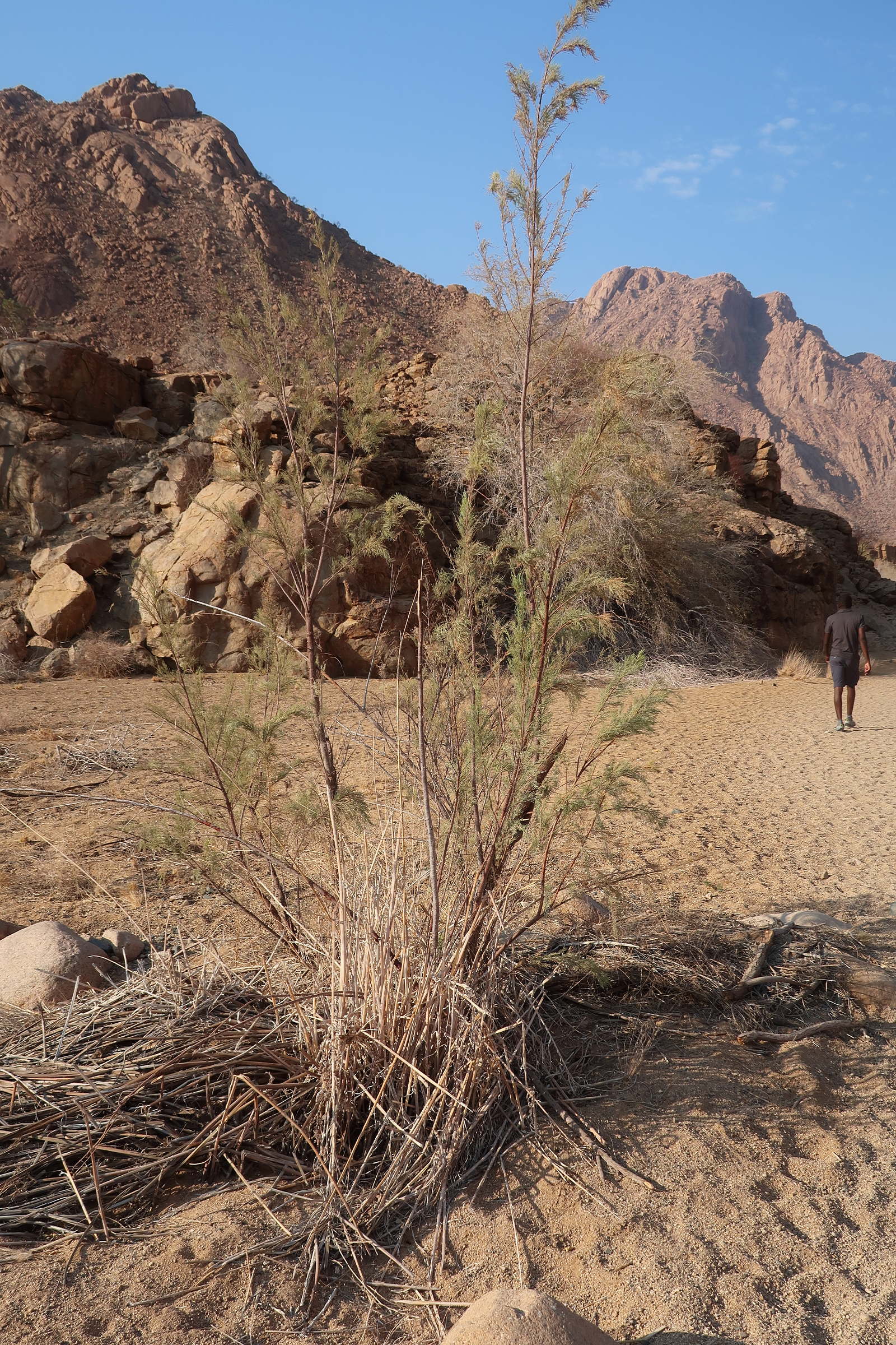 tamarix_usneoides1md