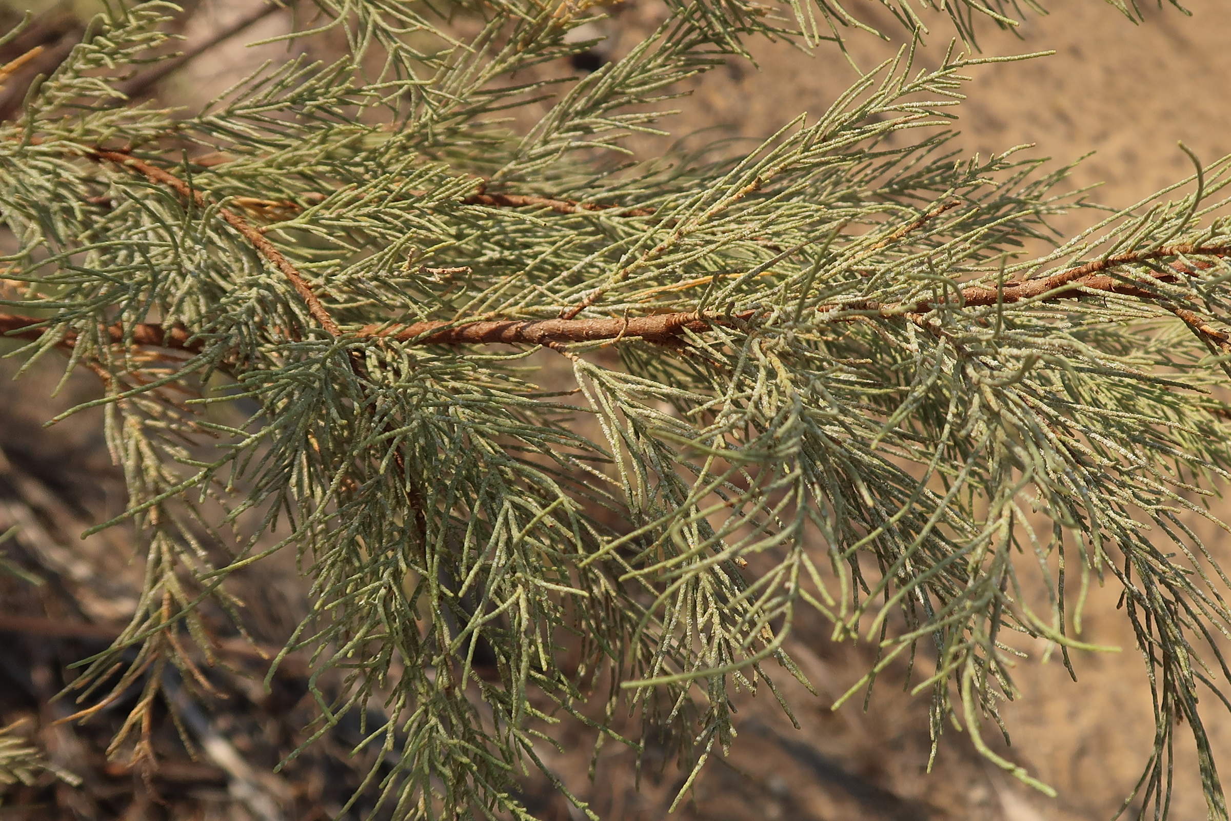 tamarix_usneoides2md