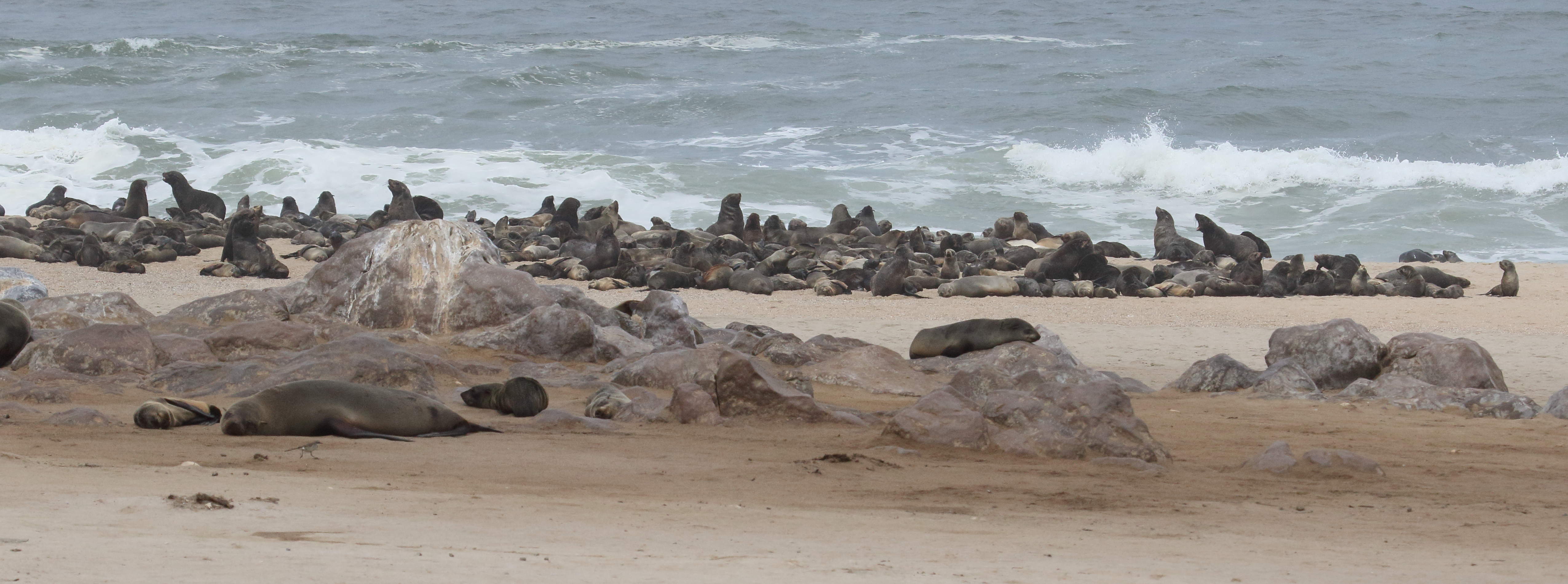 arctocephalus_pusillus_pusillus1md