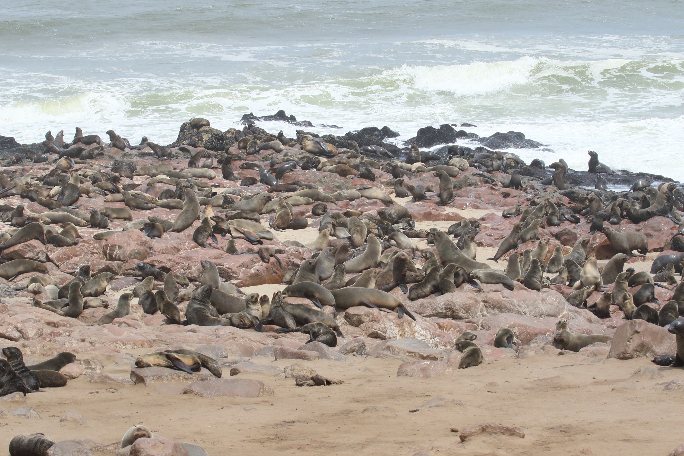 arctocephalus_pusillus_pusillus2md