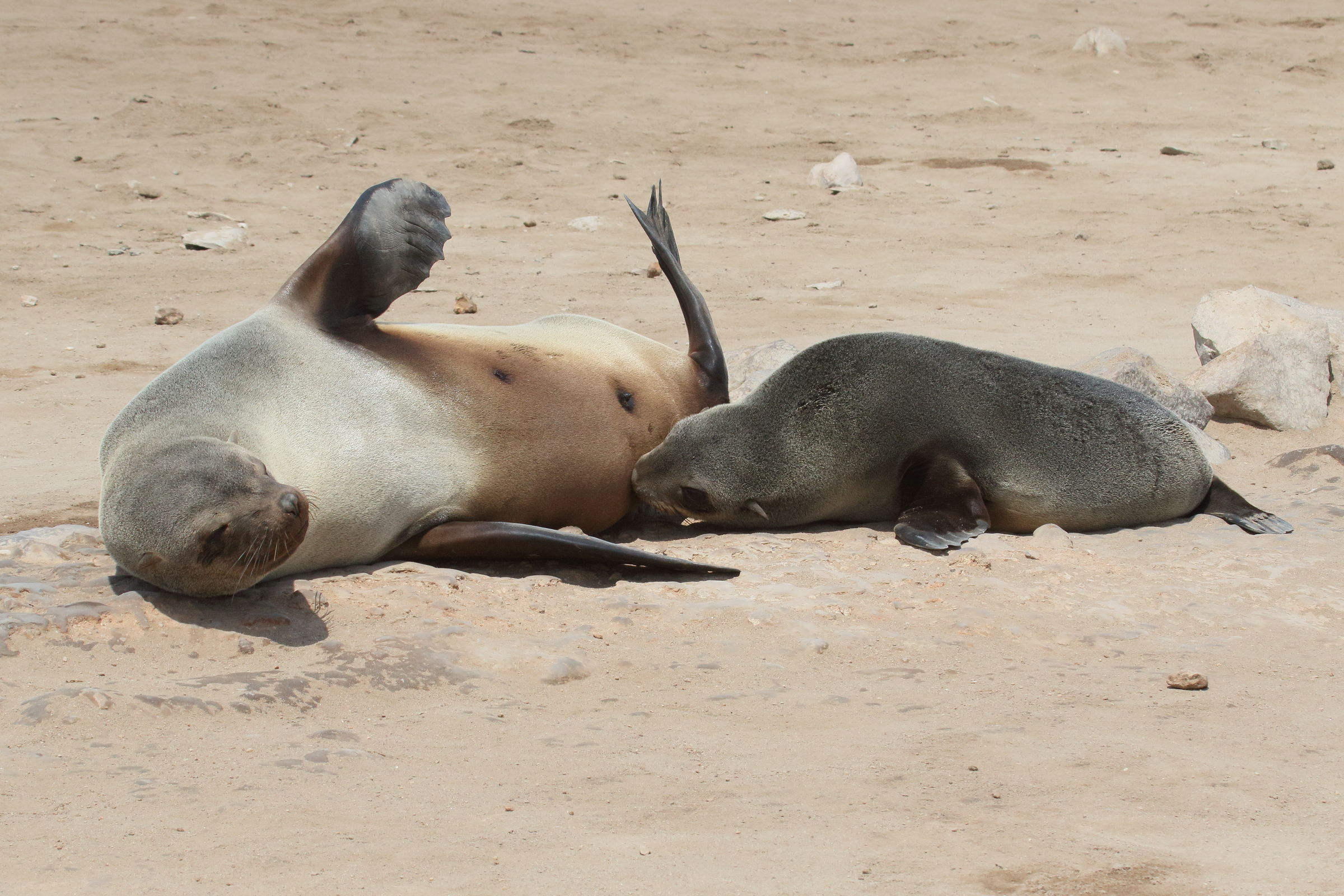 arctocephalus_pusillus_pusillus3md