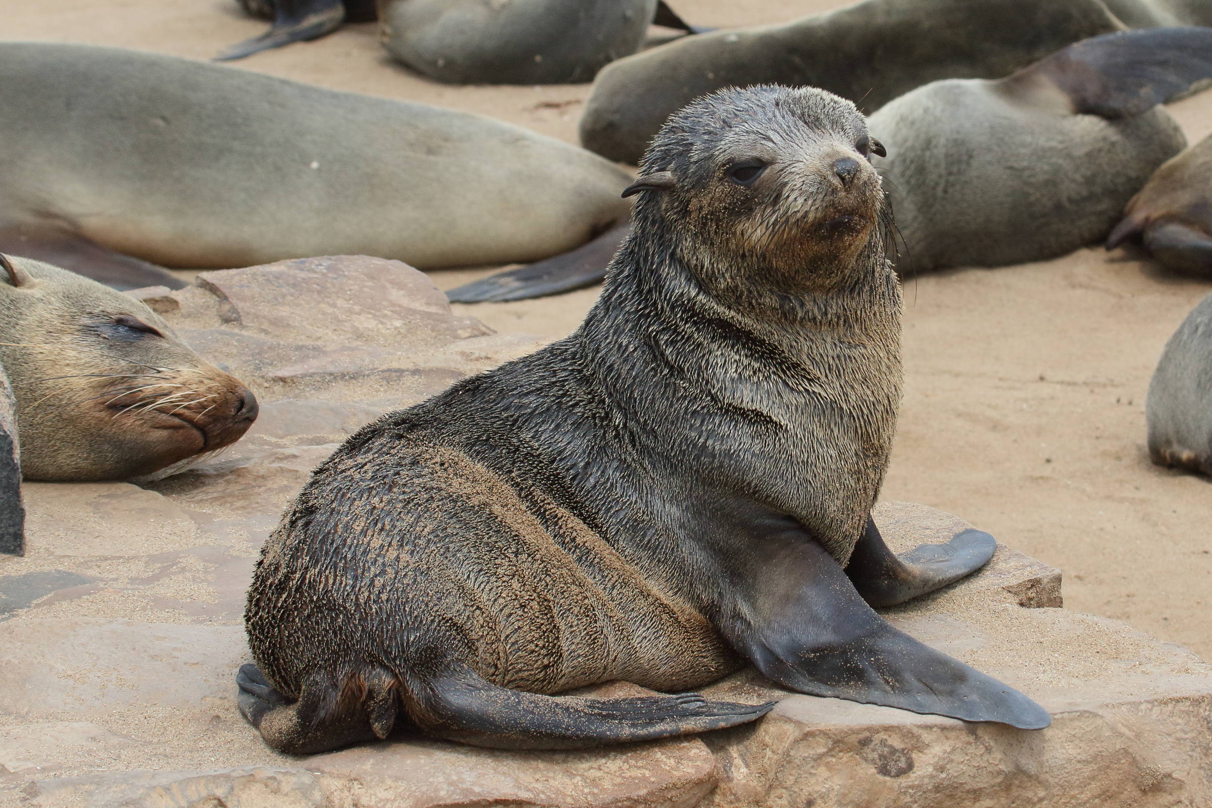 arctocephalus_pusillus_pusillus4md