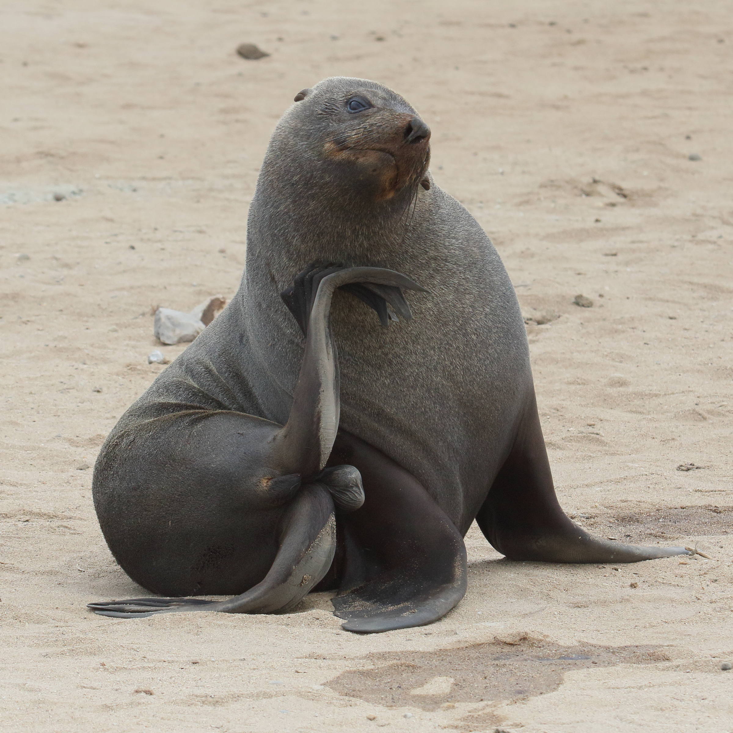 arctocephalus_pusillus_pusillus5md