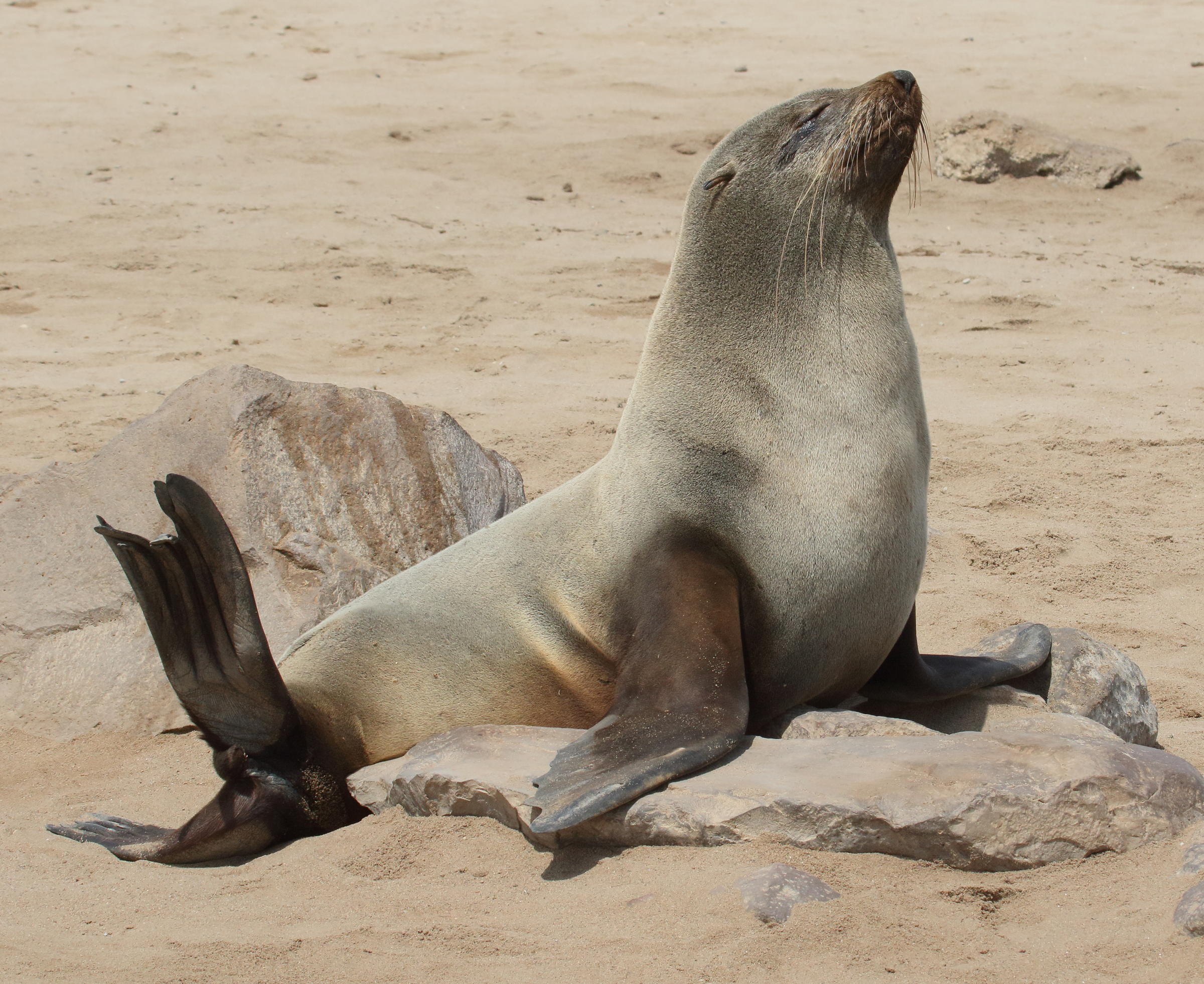 arctocephalus_pusillus_pusillus6md