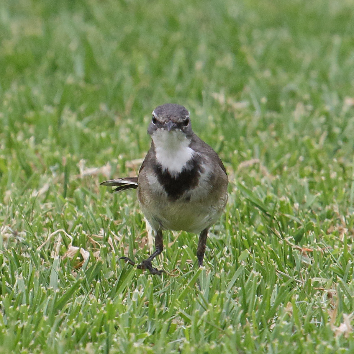 Afficher le média bergeronnette_du_cap_-_motacilla_capensis3md bergeronnette_du_cap_-_motacilla_capensis3md
