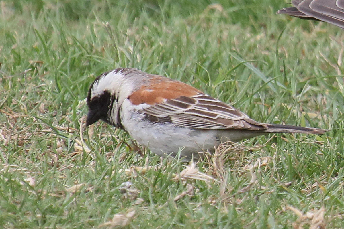 moineau_melanure_-_passer_melanurus3md