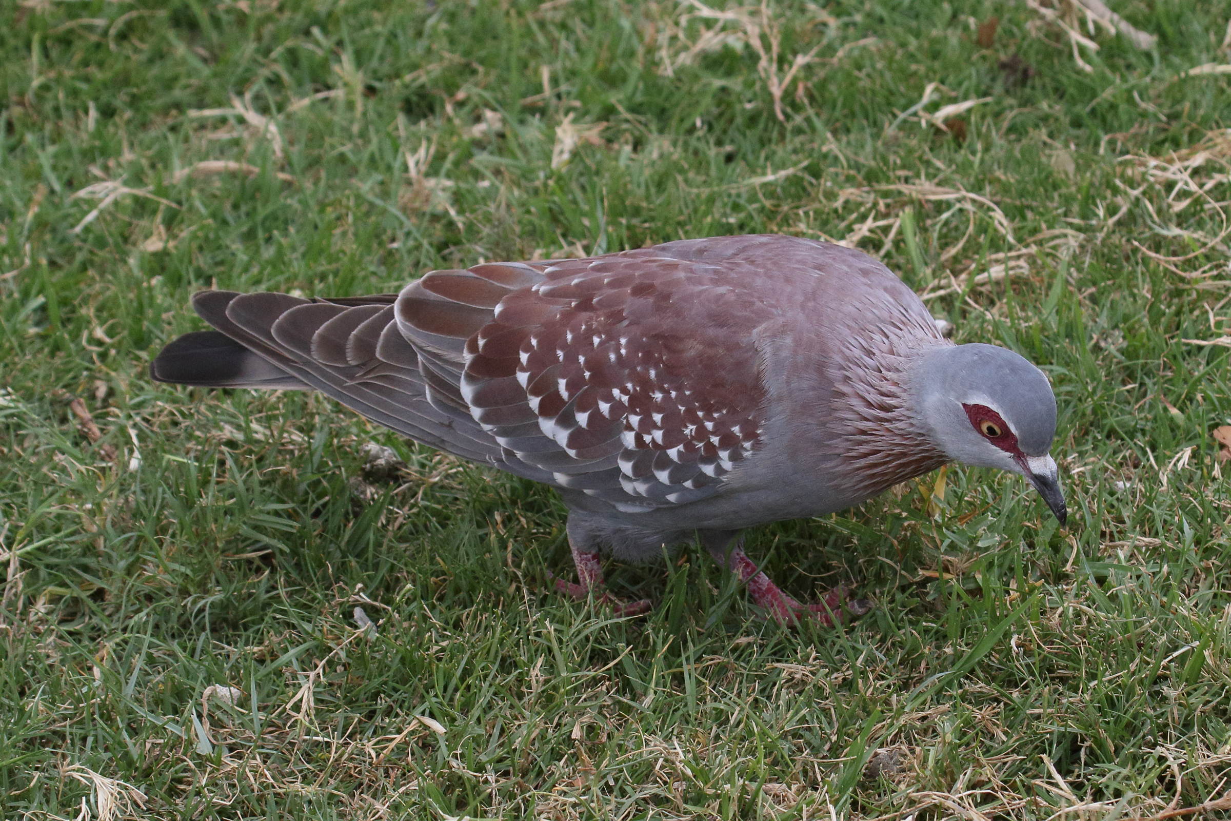 pigeon_roussard_-_columba_guinea4md