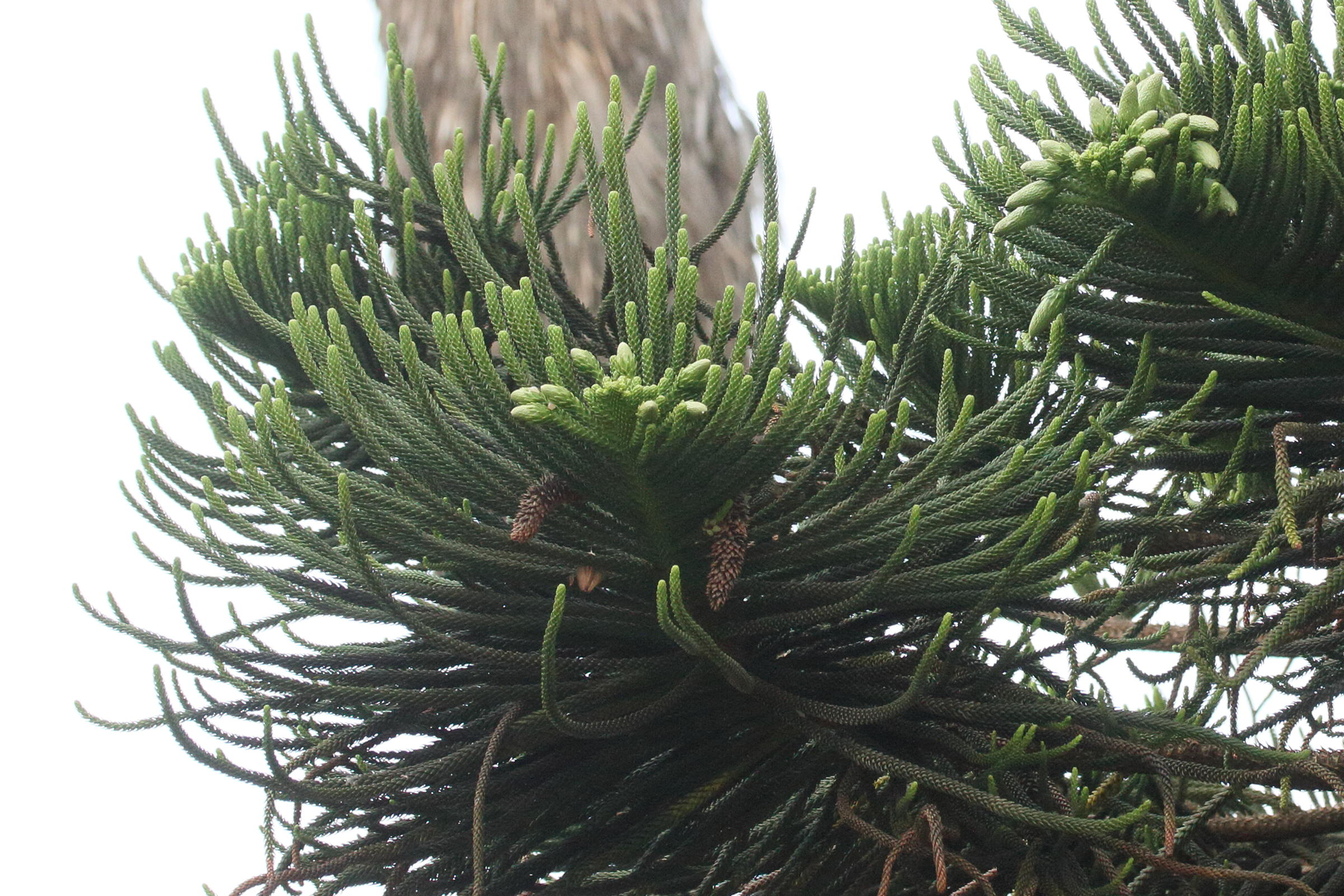 Afficher le média araucaria_cunninghamii4md araucaria_cunninghamii4md