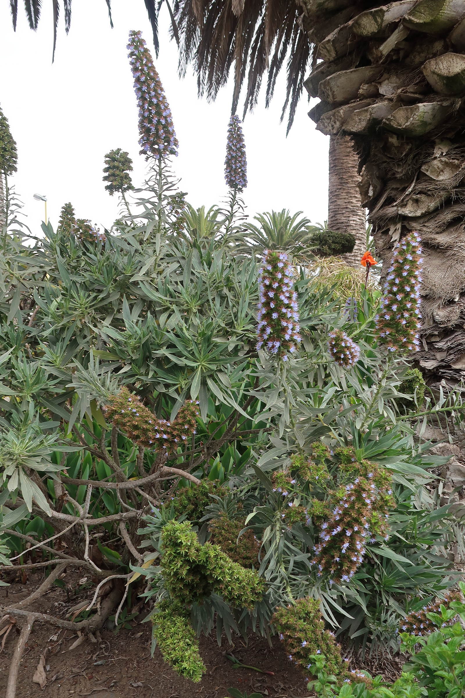 Afficher le média echium_candicans3md echium_candicans3md