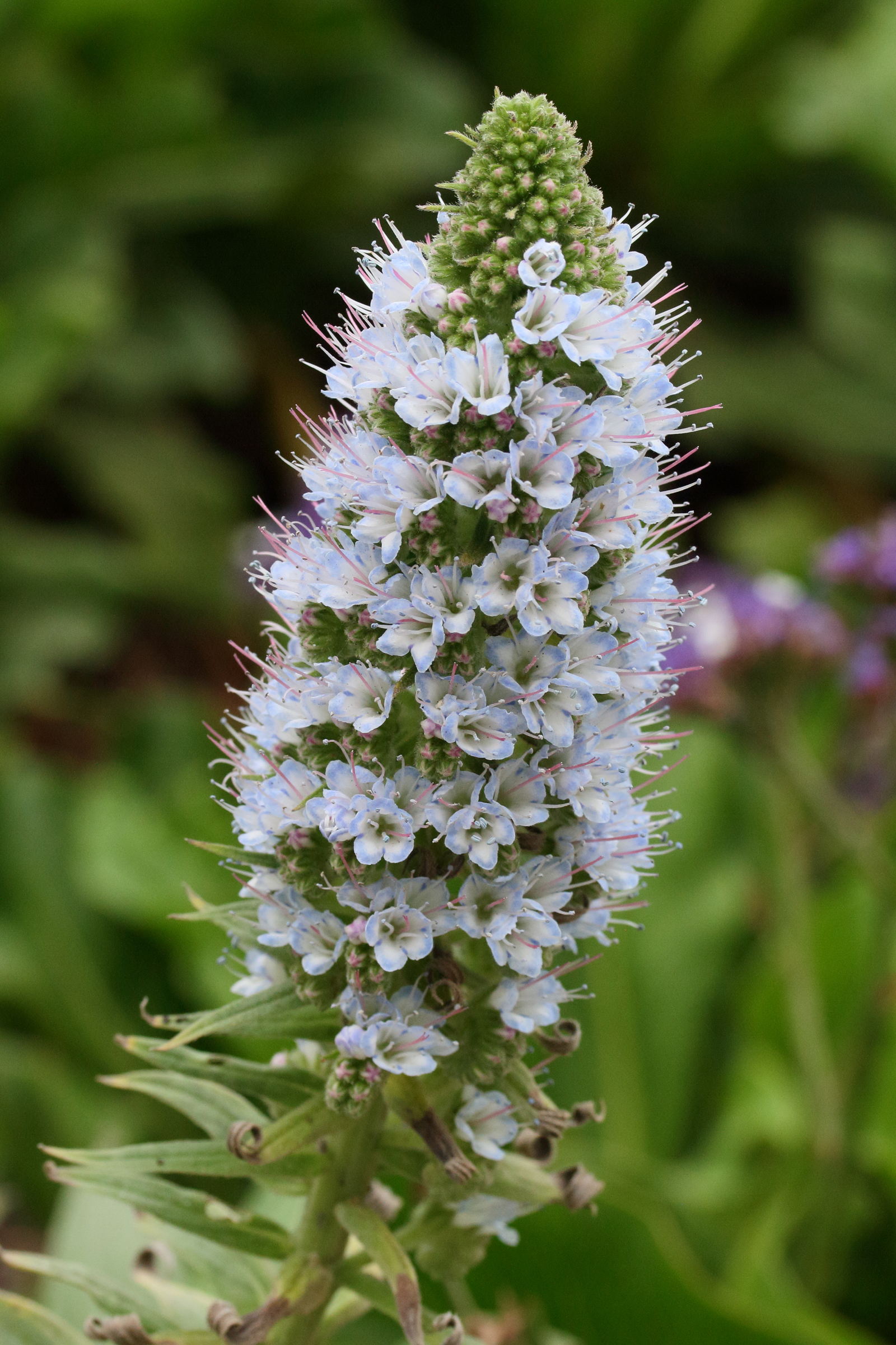 Afficher le média echium_candicans4md echium_candicans4md