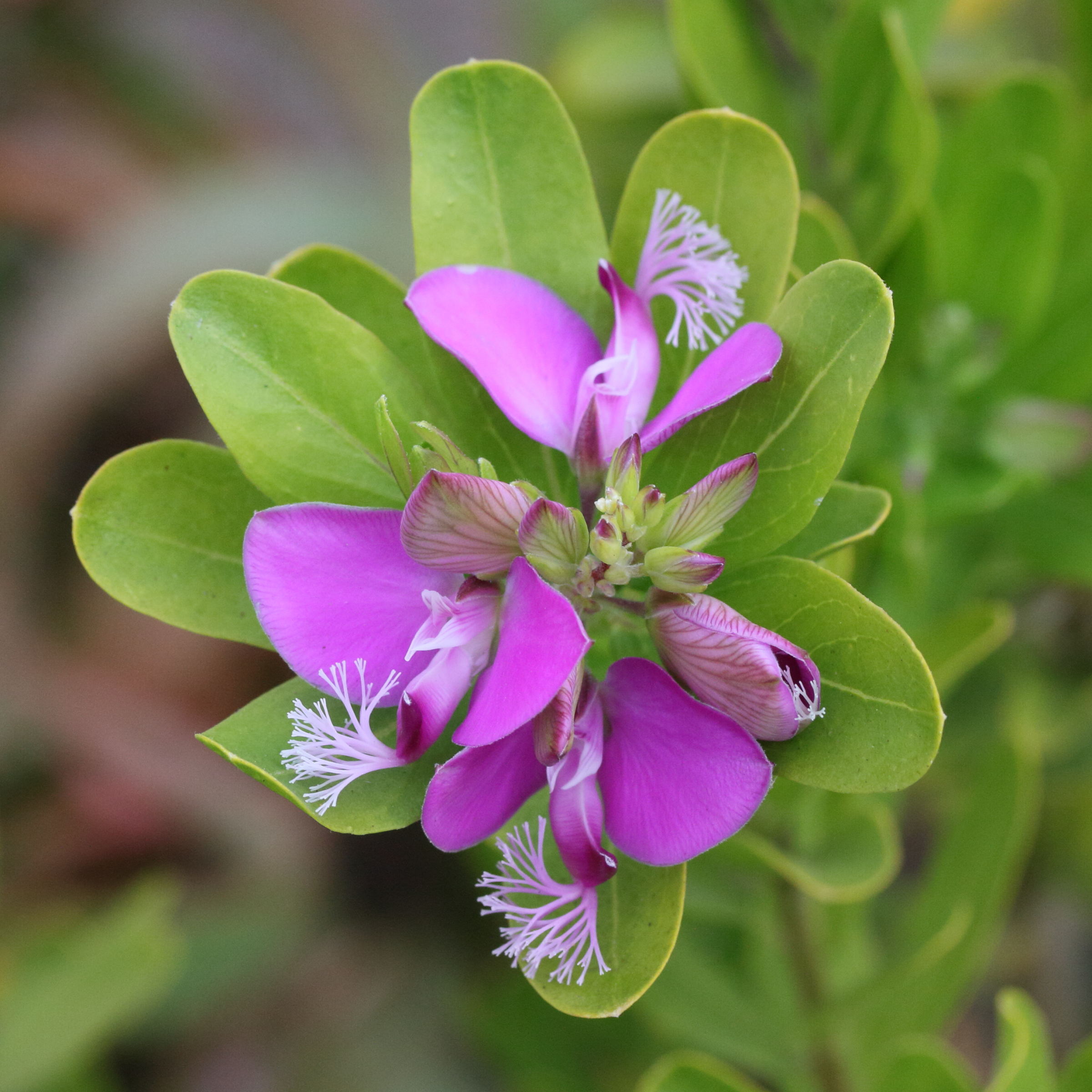 Afficher le média polygala_myrtifolia4md polygala_myrtifolia4md