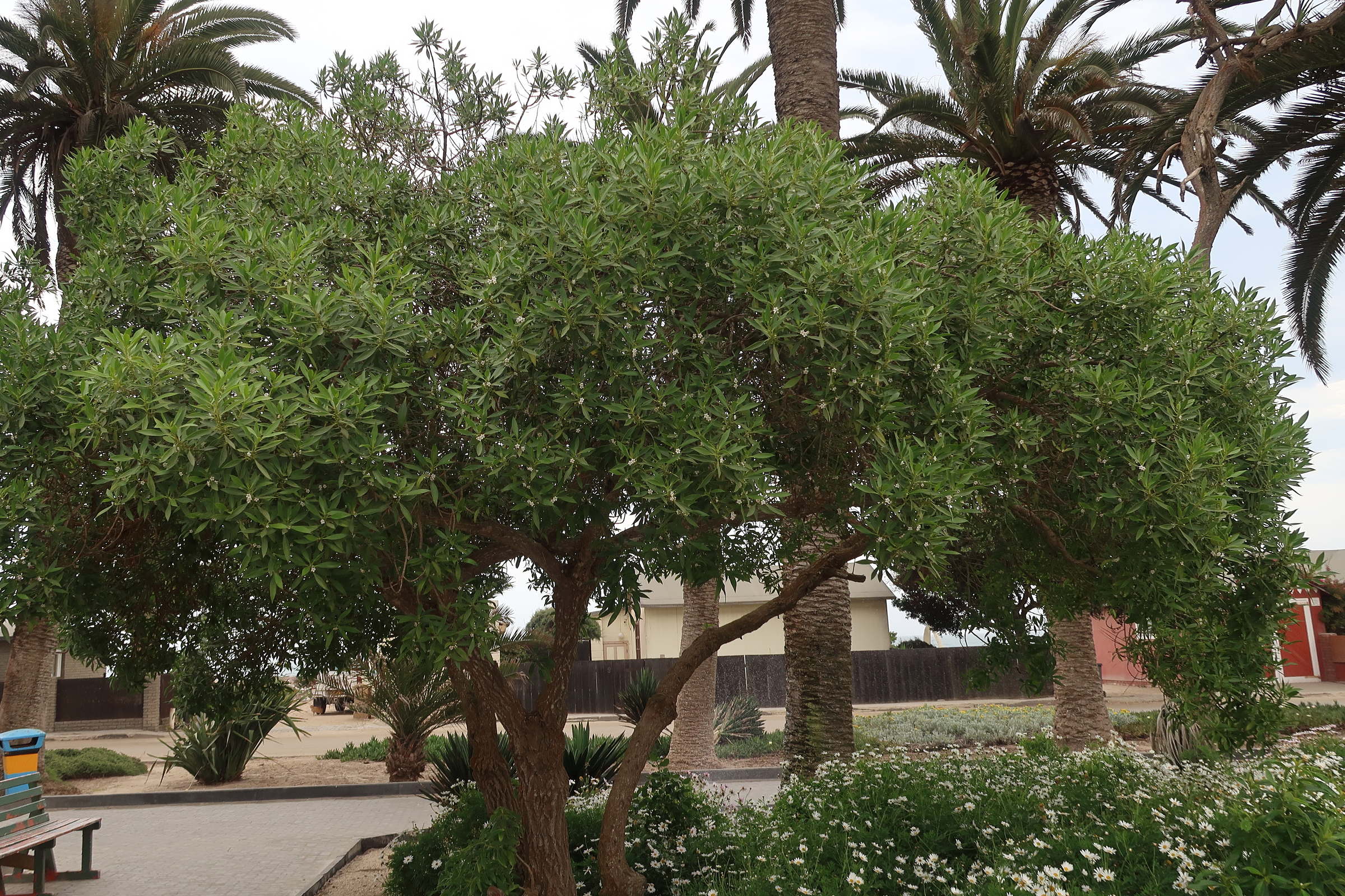 Afficher le média myoporum_laetum8md myoporum_laetum8md