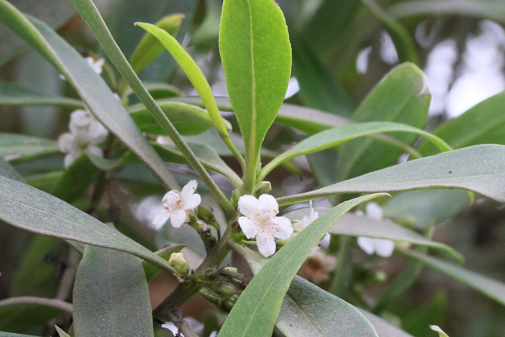 Afficher le média myoporum_laetum9md myoporum_laetum9md