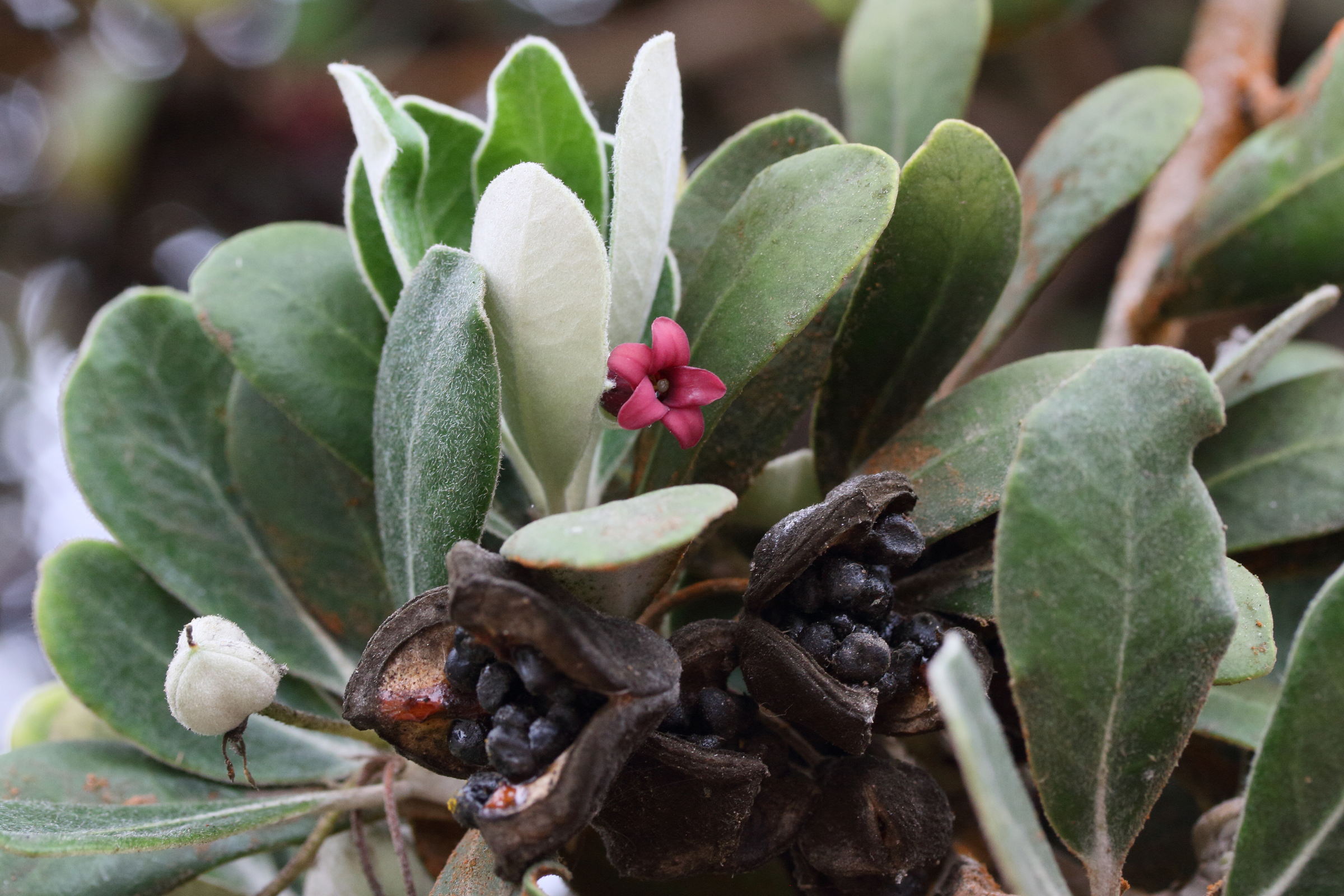 Afficher le média pittosporum_crassifolium6md pittosporum_crassifolium6md