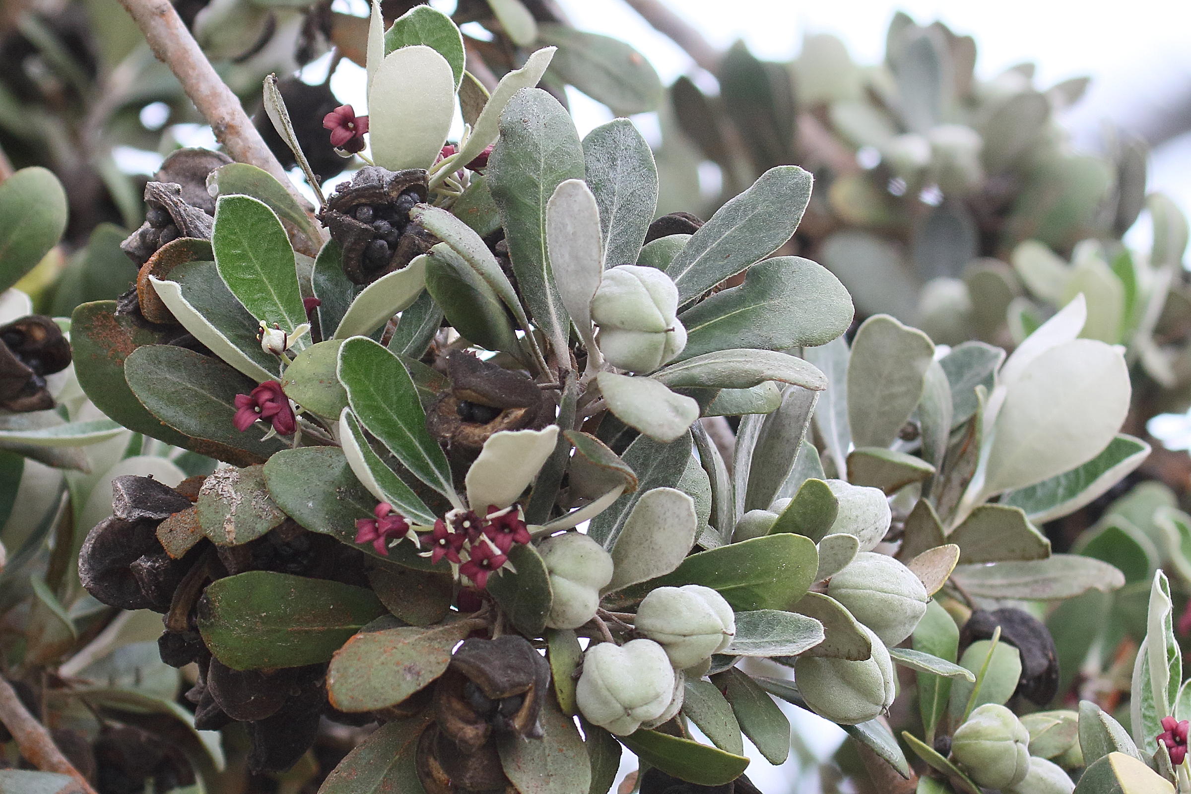 Afficher le média pittosporum_crassifolium7md pittosporum_crassifolium7md