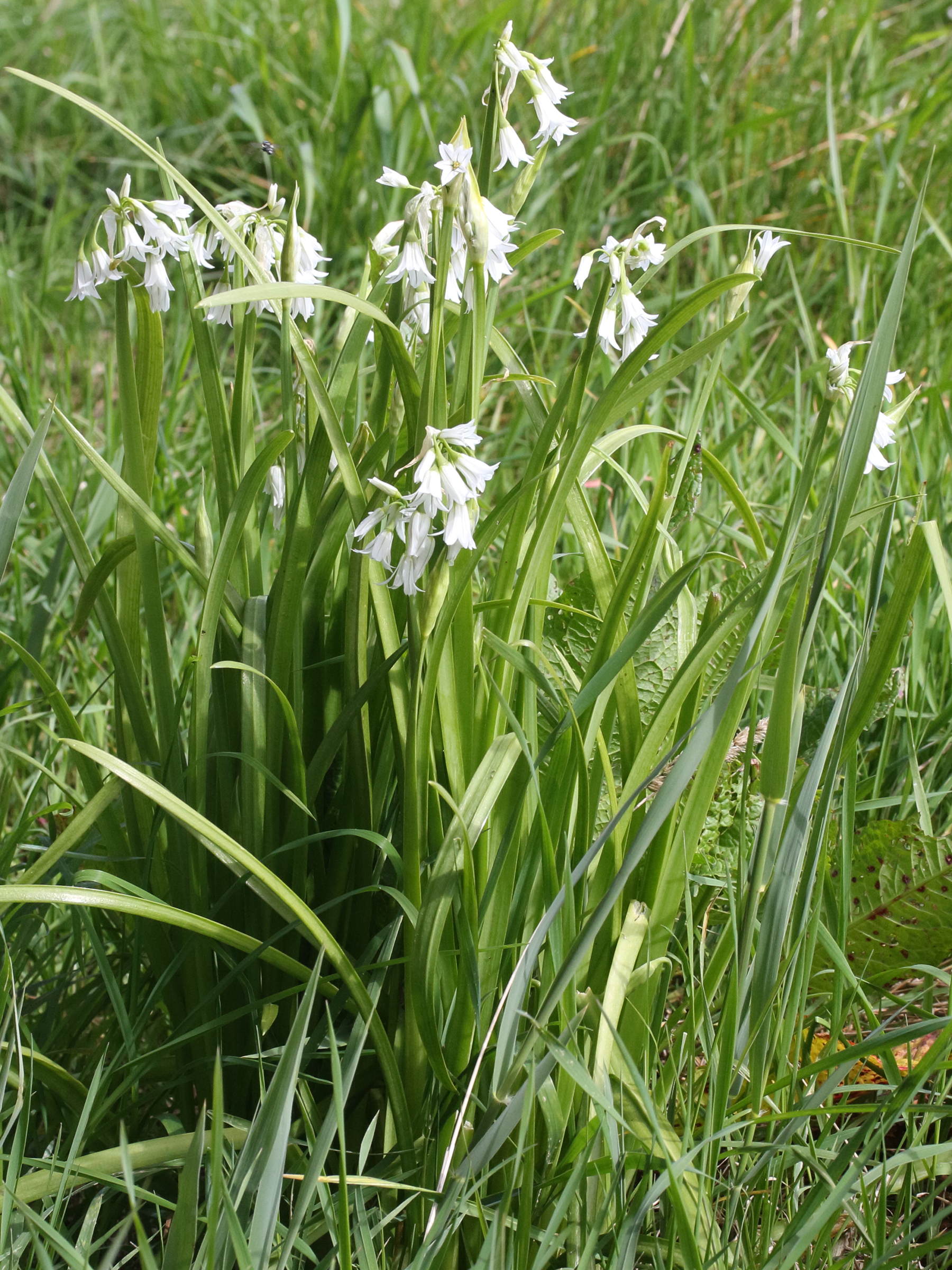 allium_triquetrum4md