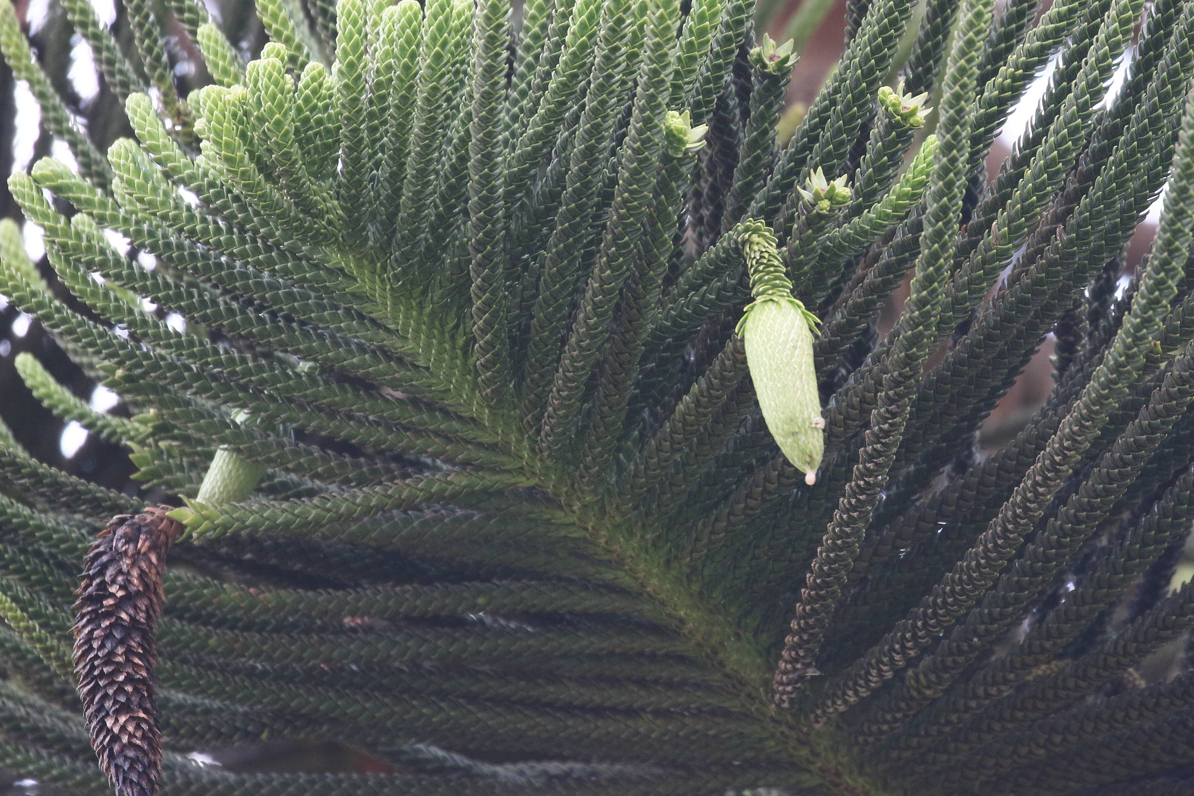 Afficher le média araucaria_cunninghamii5bd araucaria_cunninghamii5bd